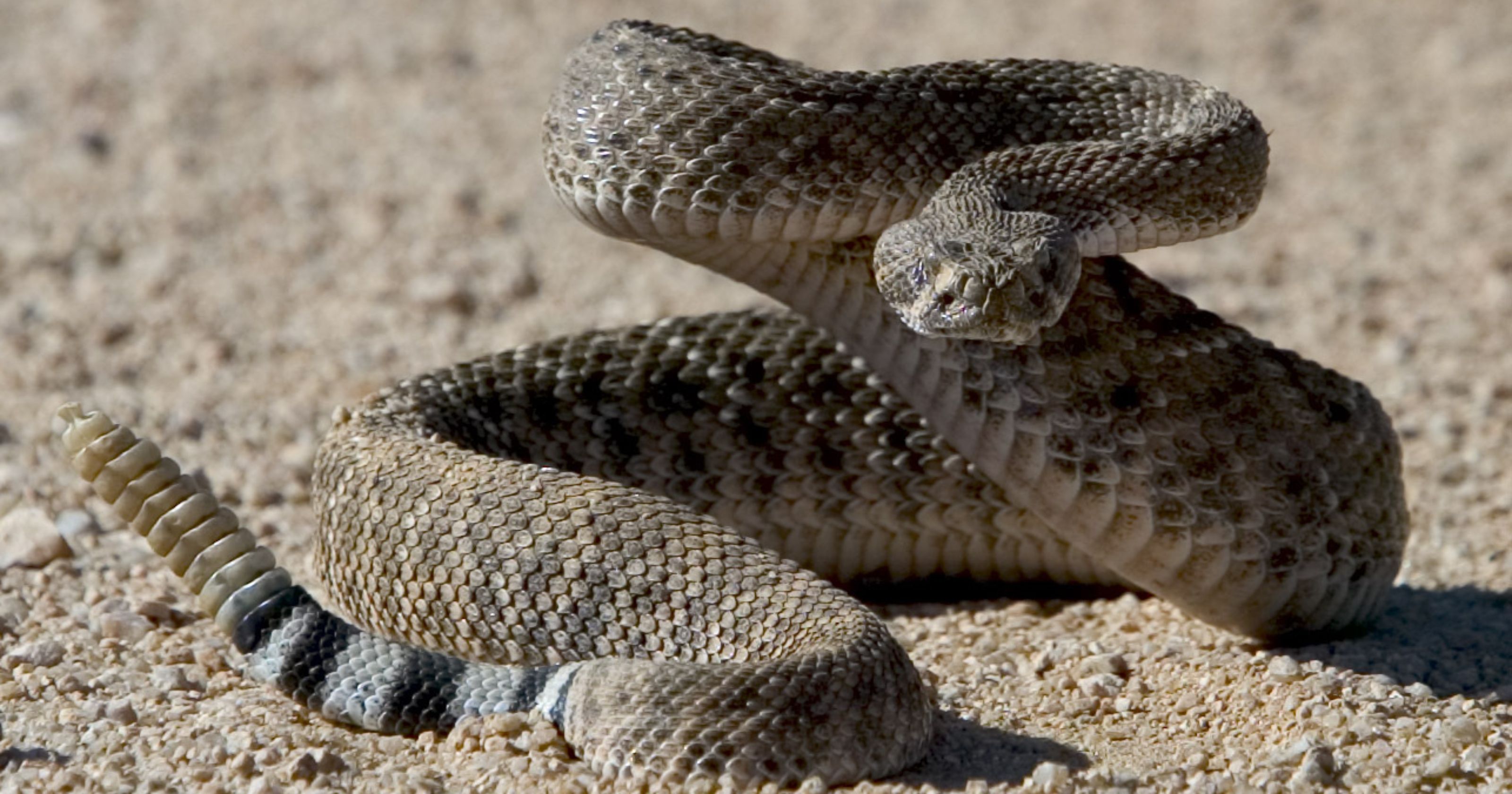 Rattlesnakes are waking up, coming out in Phoenix