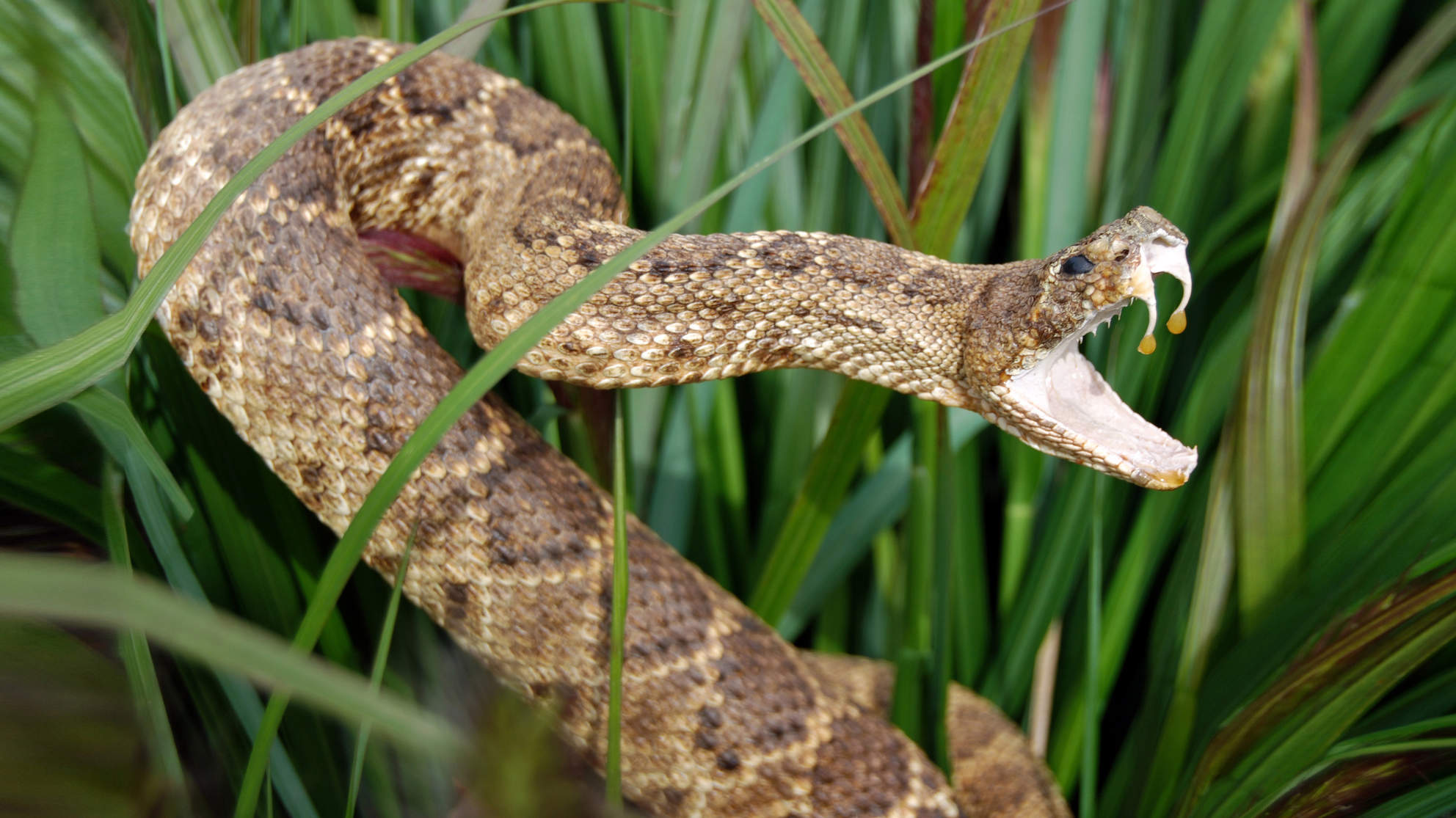What a Rattlesnake Bite Really Feels Like - Health