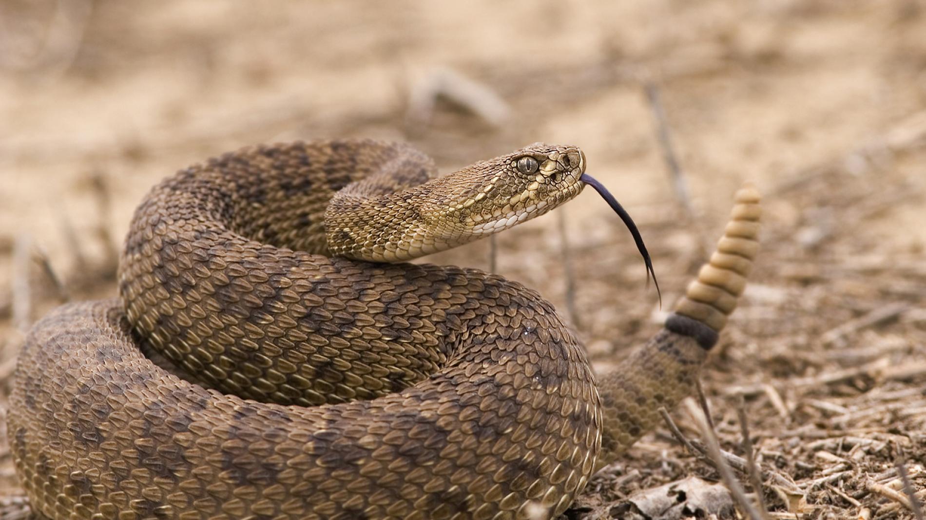 rattlesnake-tongue.ngsversion.1468494011965.adapt.1900.1.jpg