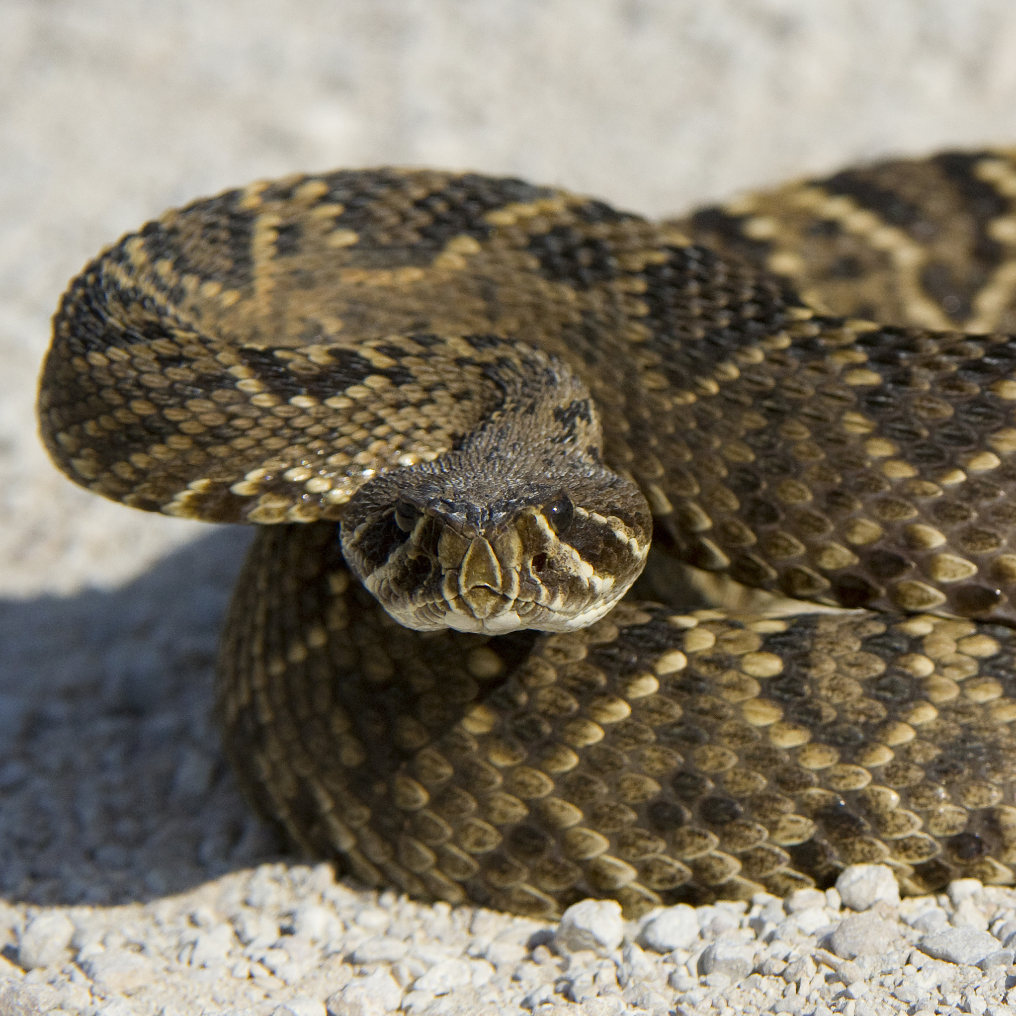 Eastern Diamondback Rattlesnake | National Geographic