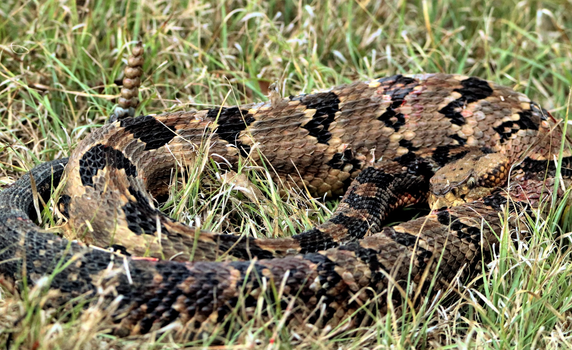 Velvet Tail Rattlesnake Close-Up Free Stock Photo - Public Domain ...