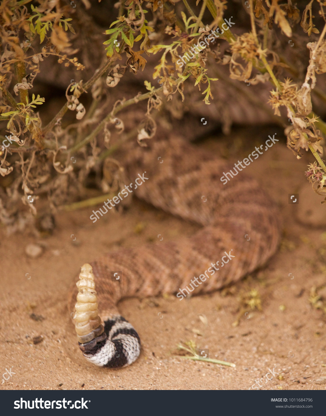 Close View Rattle Rattlesnake Stock Photo (Royalty Free) 1011684796 ...