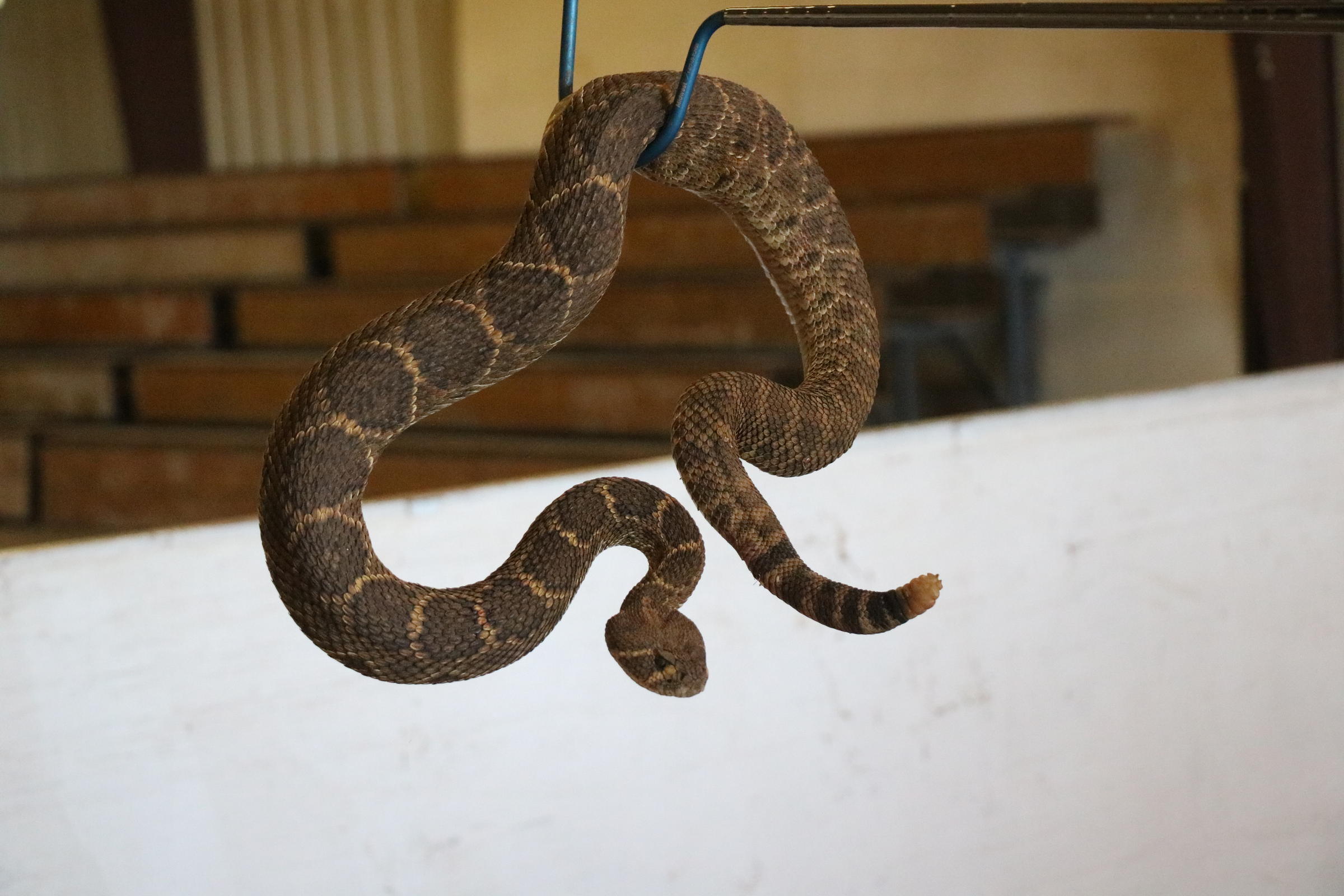 Poisonous Prey: Hunters Target Rattlesnakes In Oklahoma Hills | KGOU