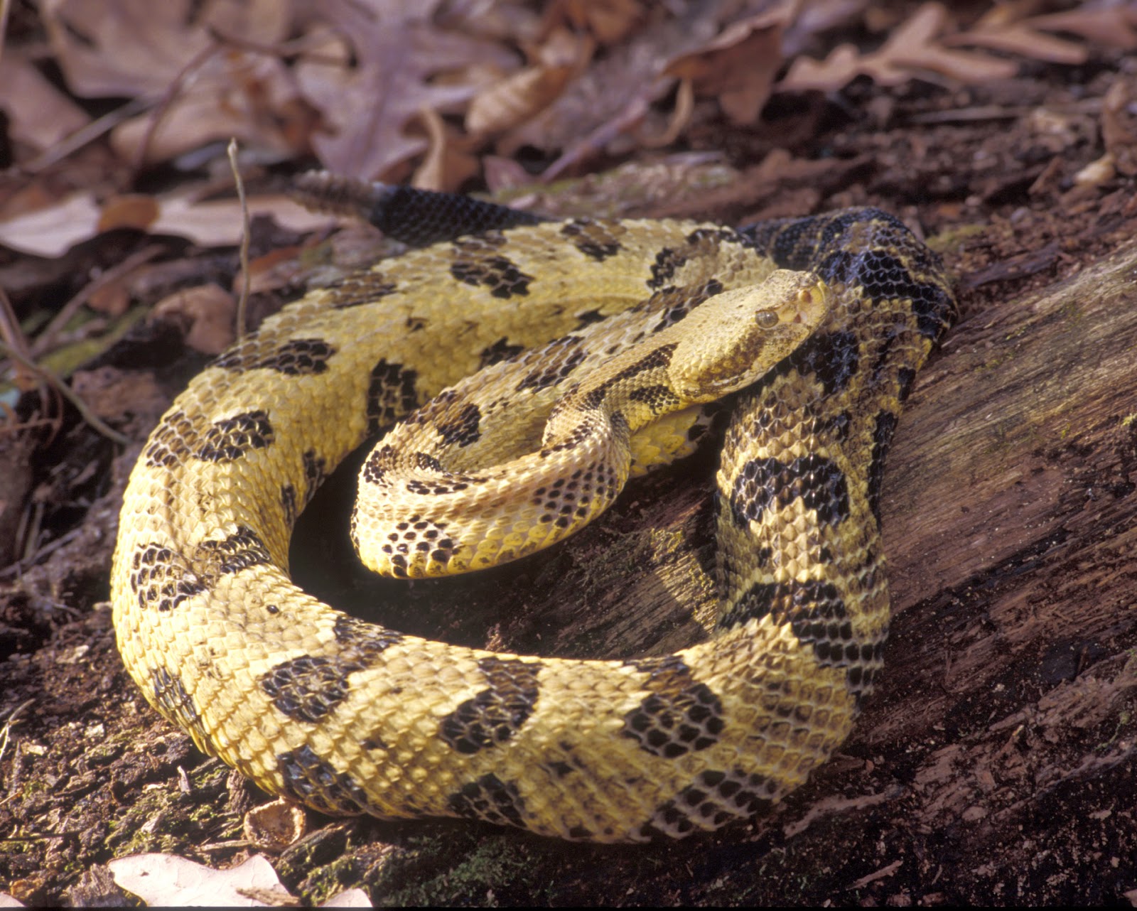 Rattlesnake in the jungle photo