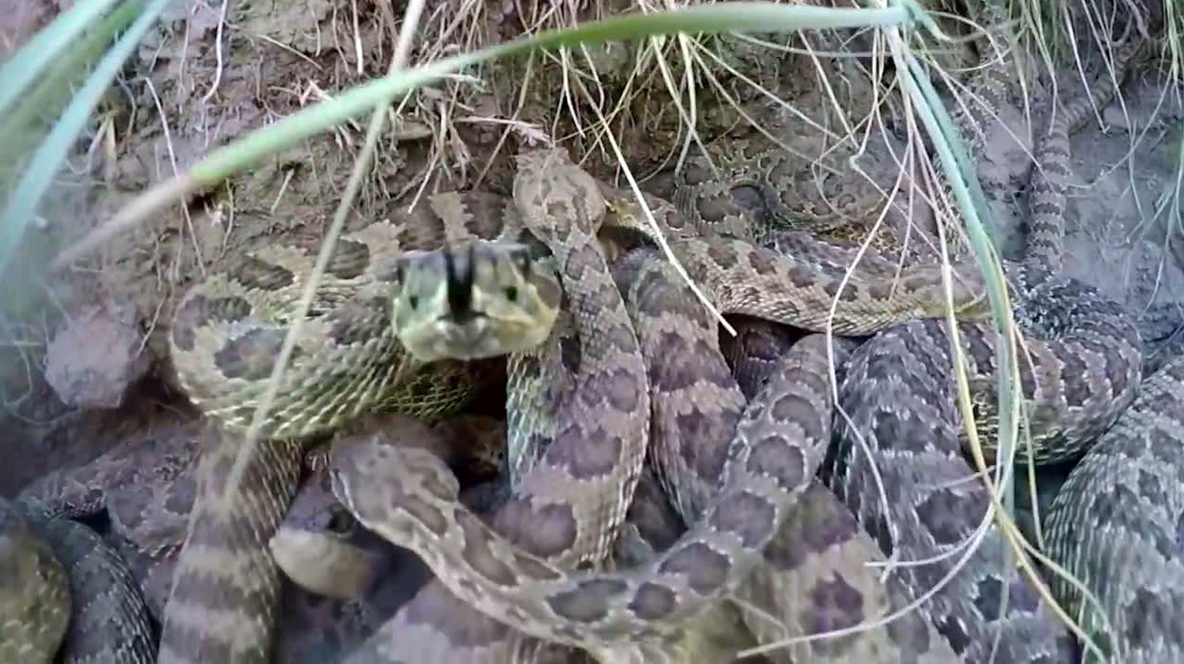 GoPro Falls into Rattlesnake Pit - YouTube
