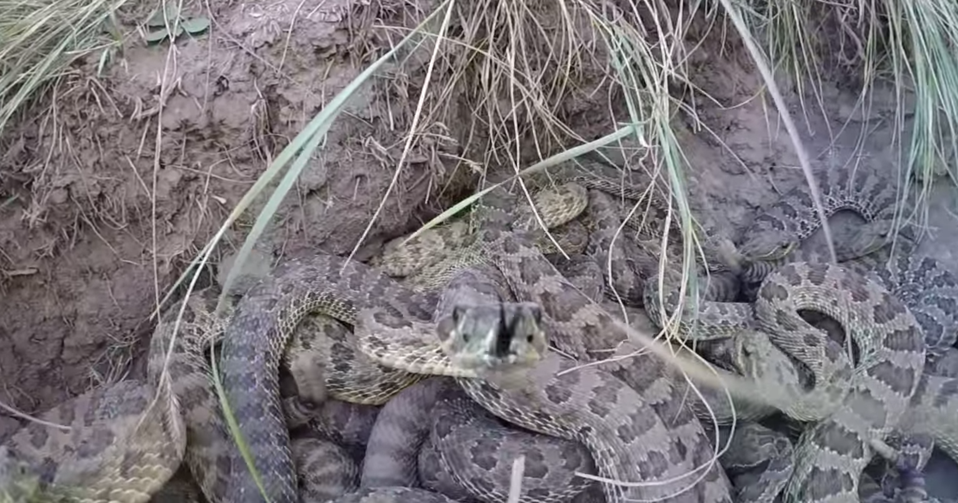 Man lowers GoPro into pit of rattlesnakes