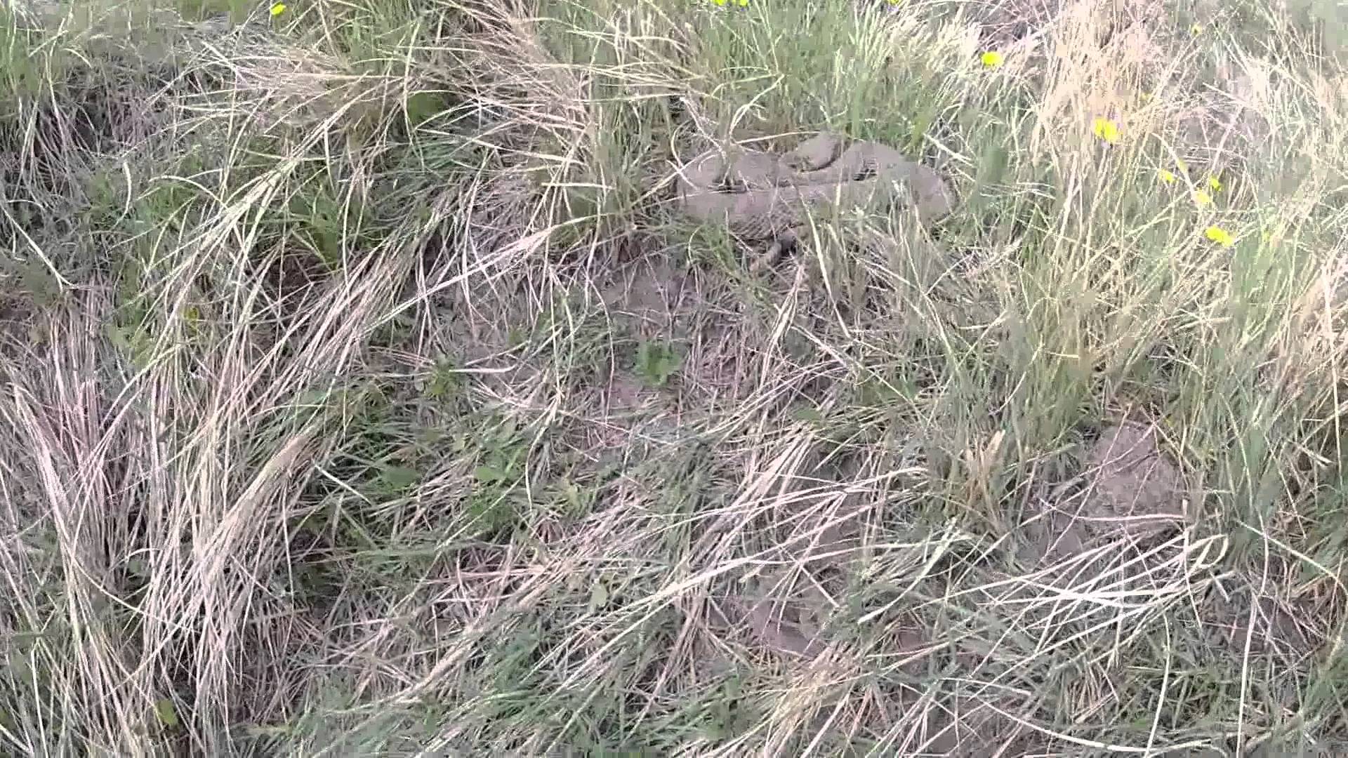 Montana Rattlesnake Pit - YouTube