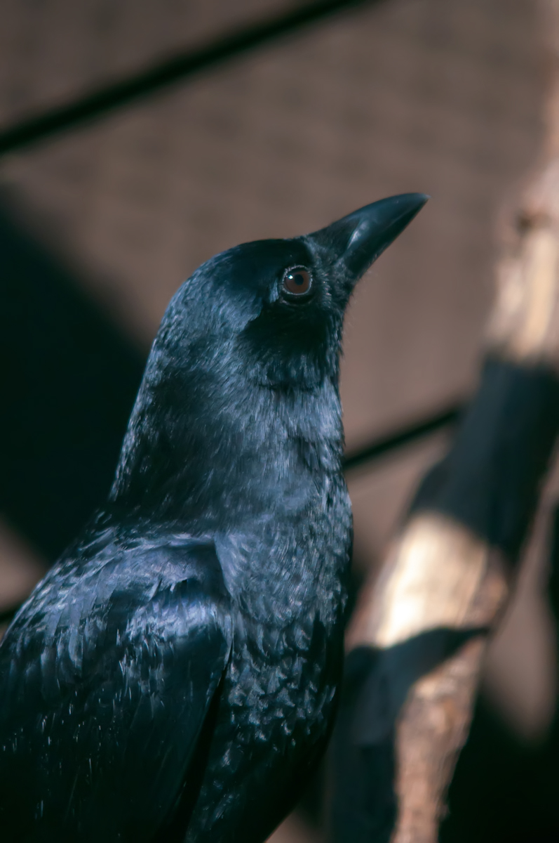Raven, Bird, Black, Feathers, Hunter, HQ Photo