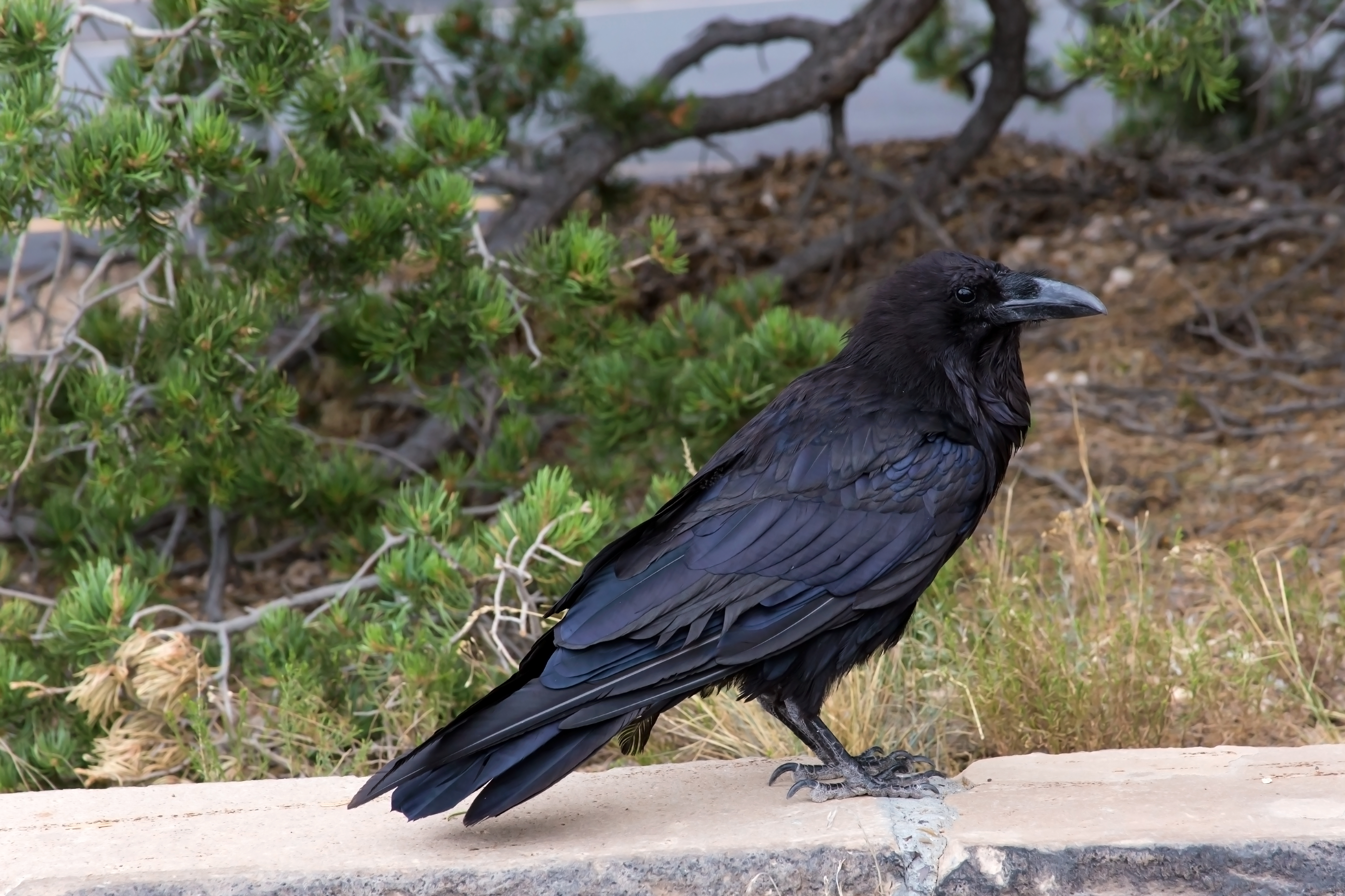 Raven of grand canyon -1 photo
