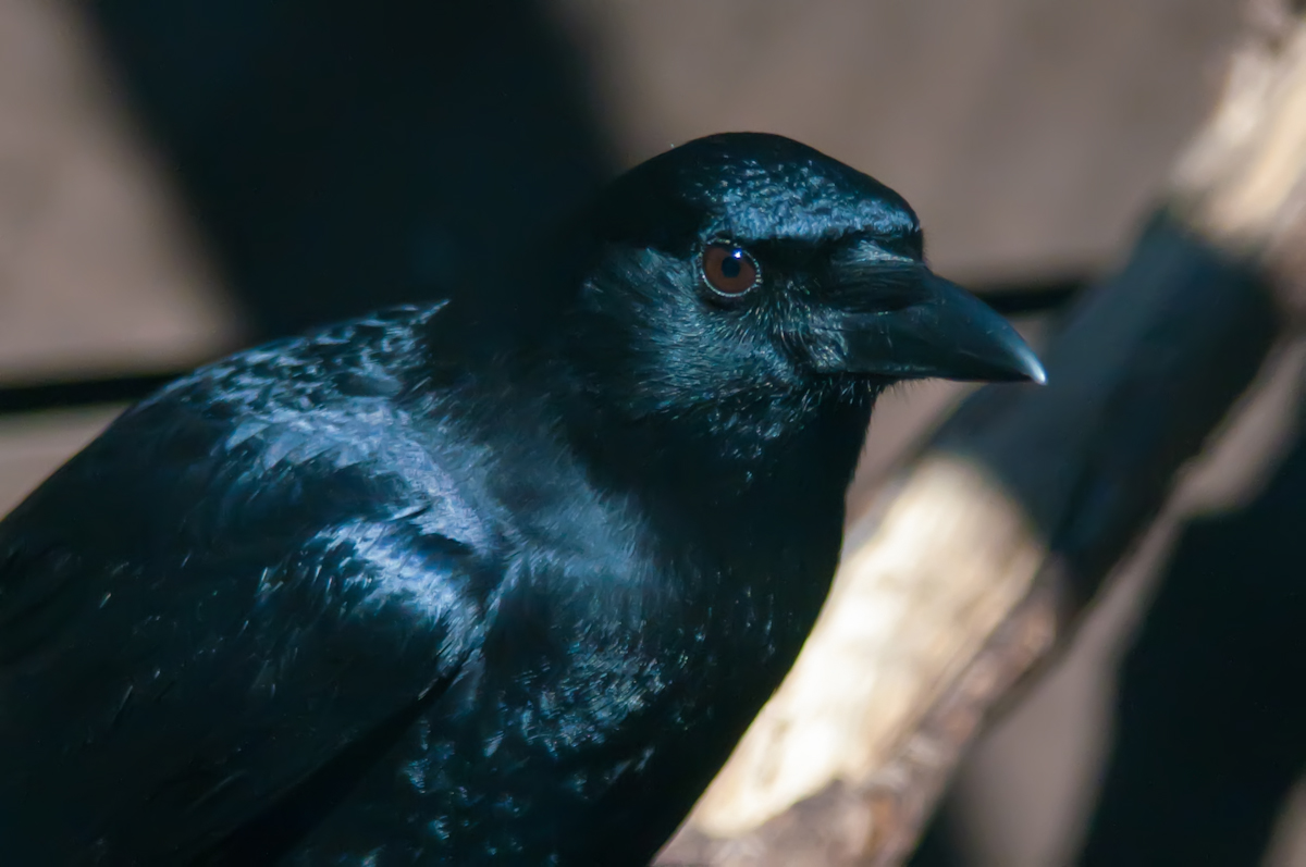 Raven, Bird, Black, Feathers, Hunter, HQ Photo
