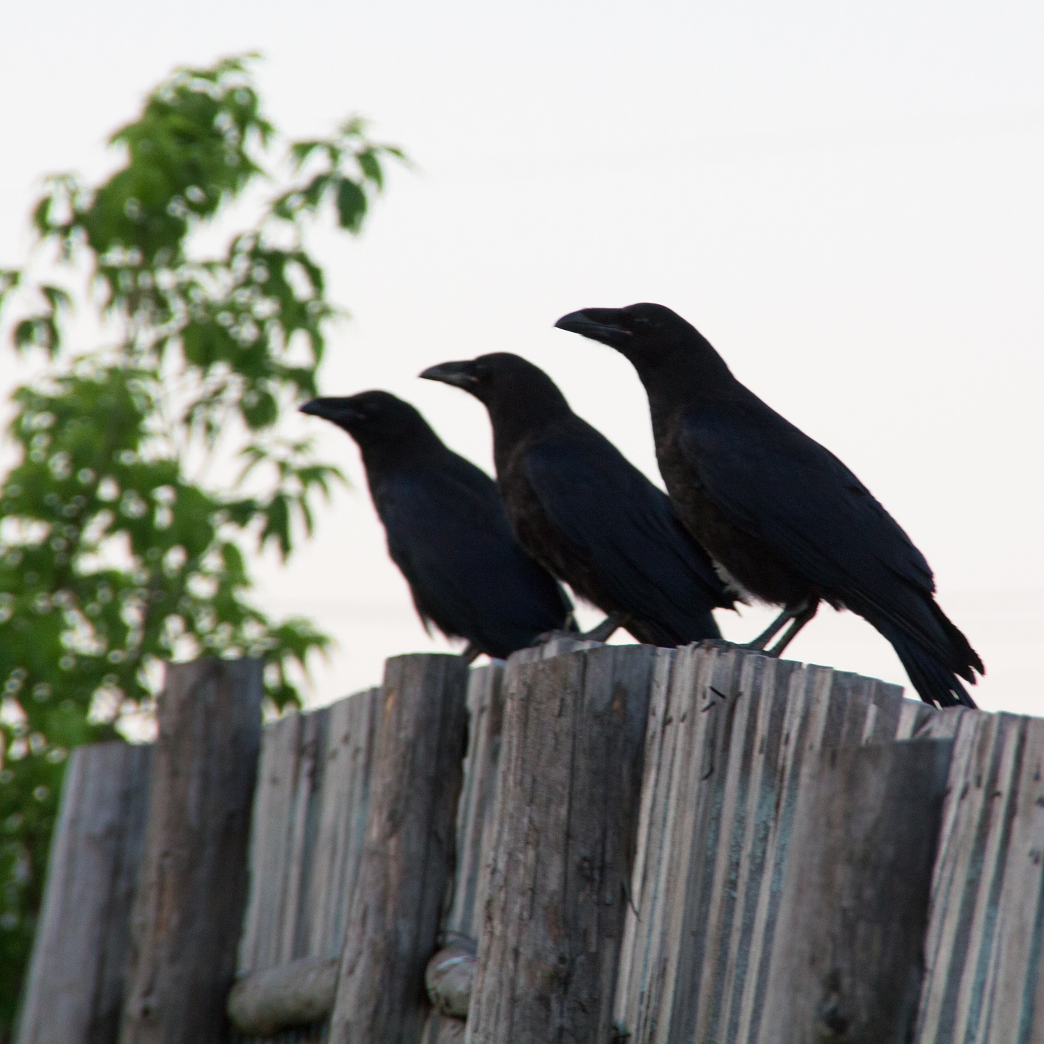 Ravens, Bird, Black, Cemetery, Dark, HQ Photo