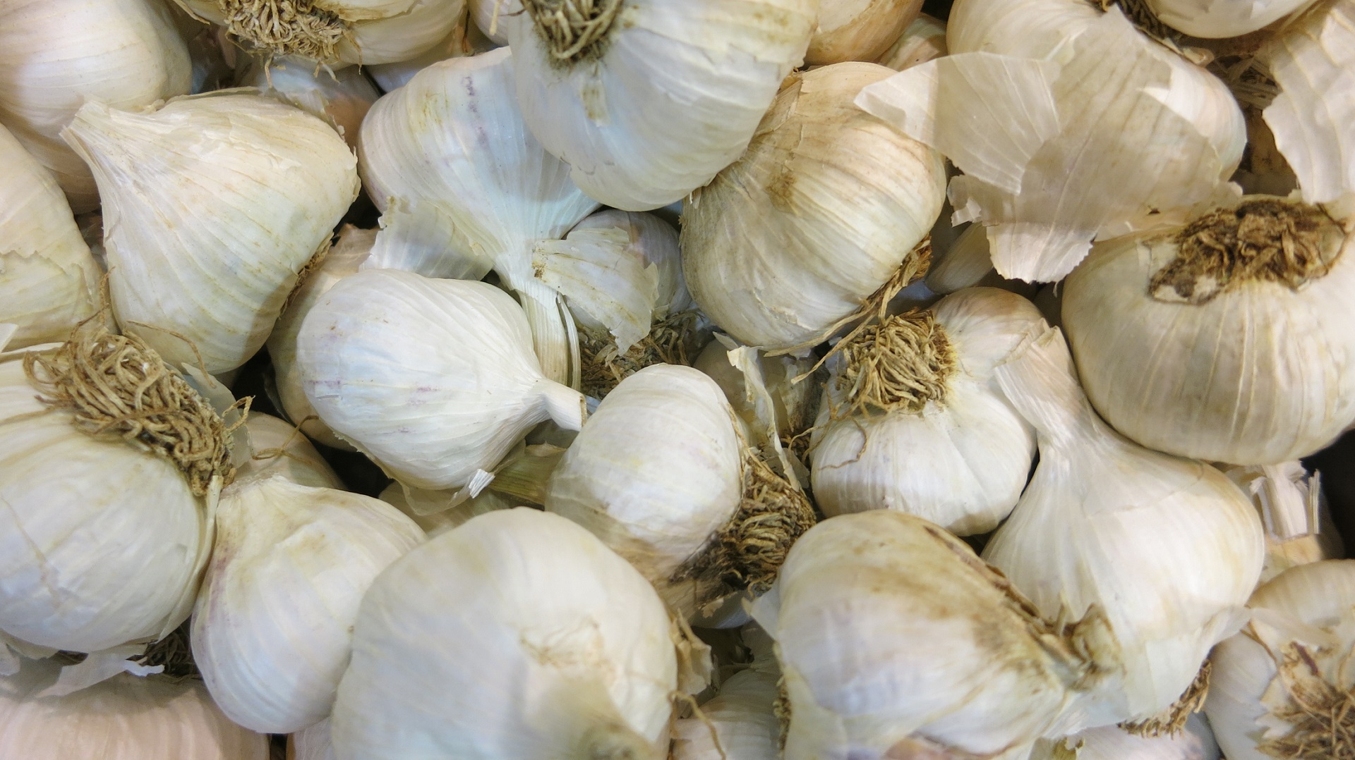 Raw garlic photo