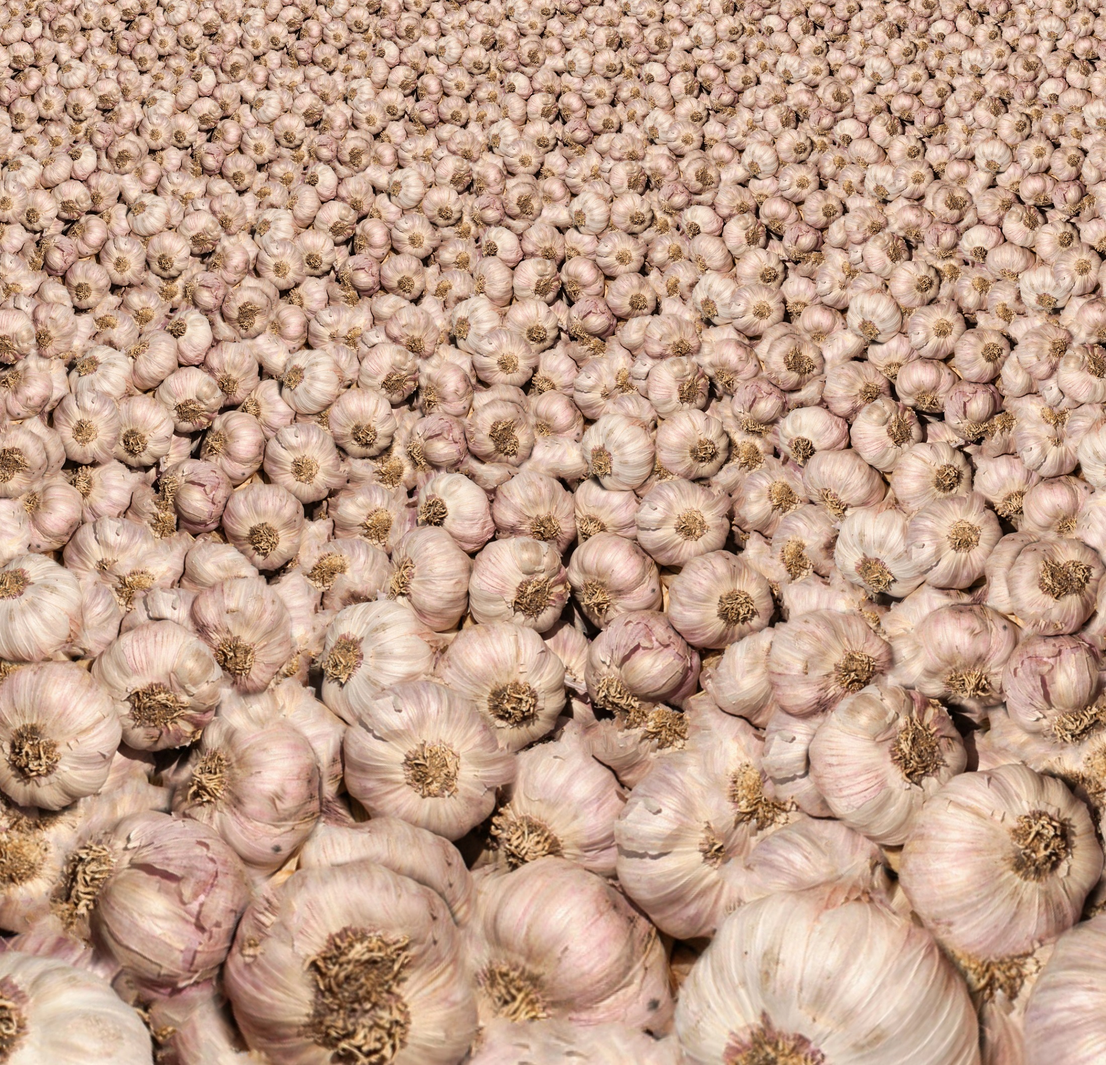 Raw garlic photo
