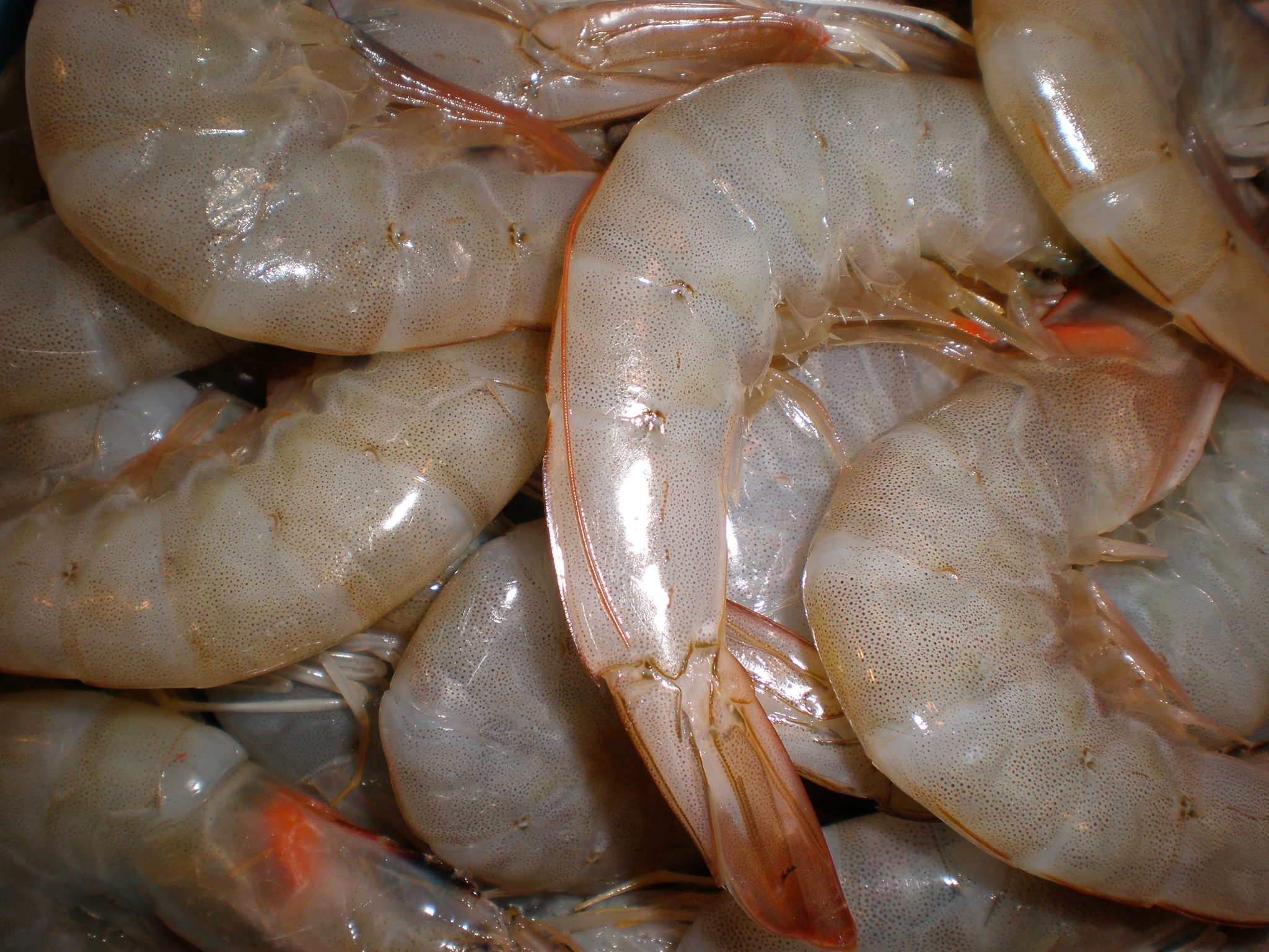 File:Detail of raw shrimp.JPG - Wikimedia Commons