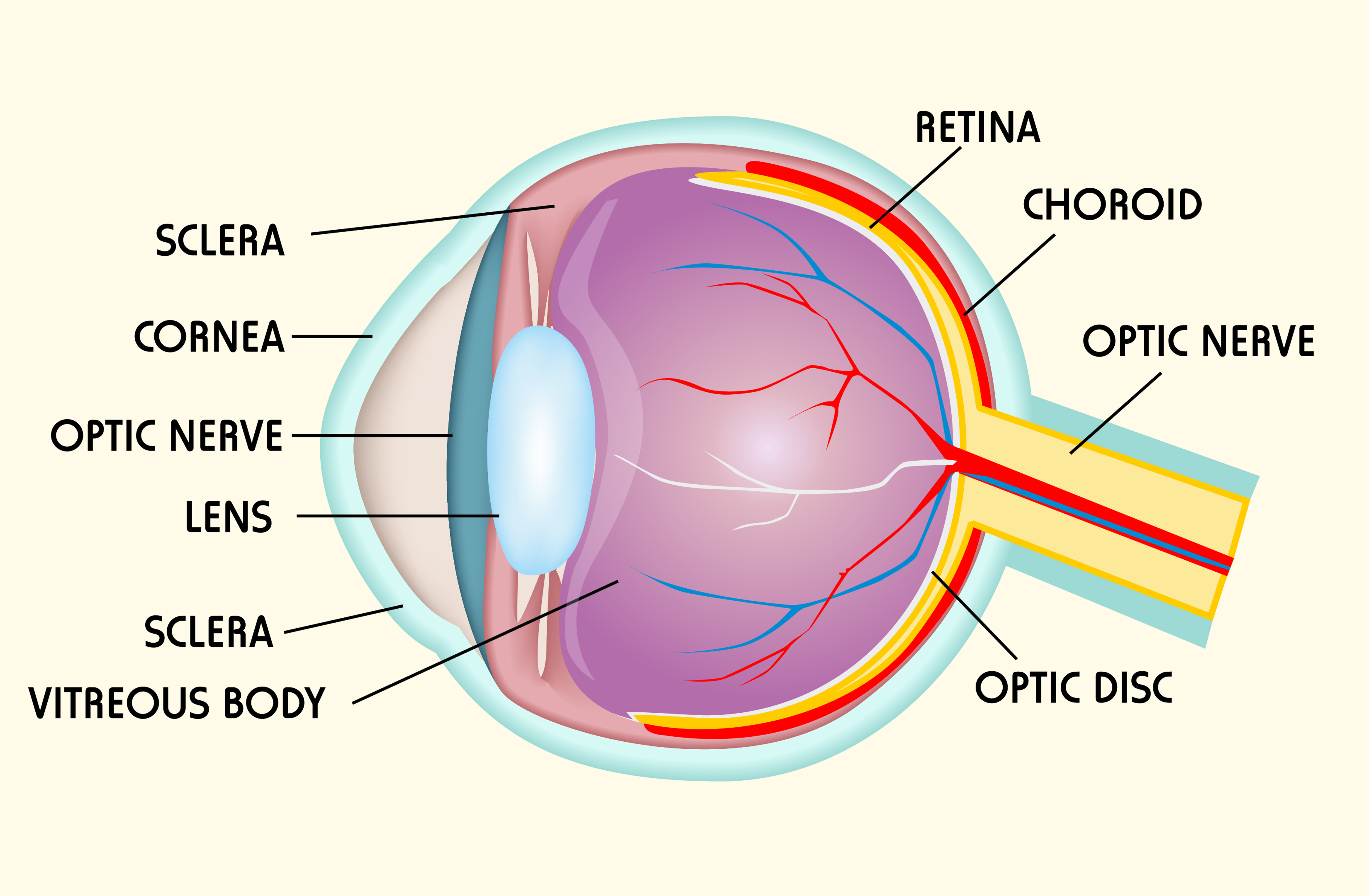 Глаз анатомия латынь