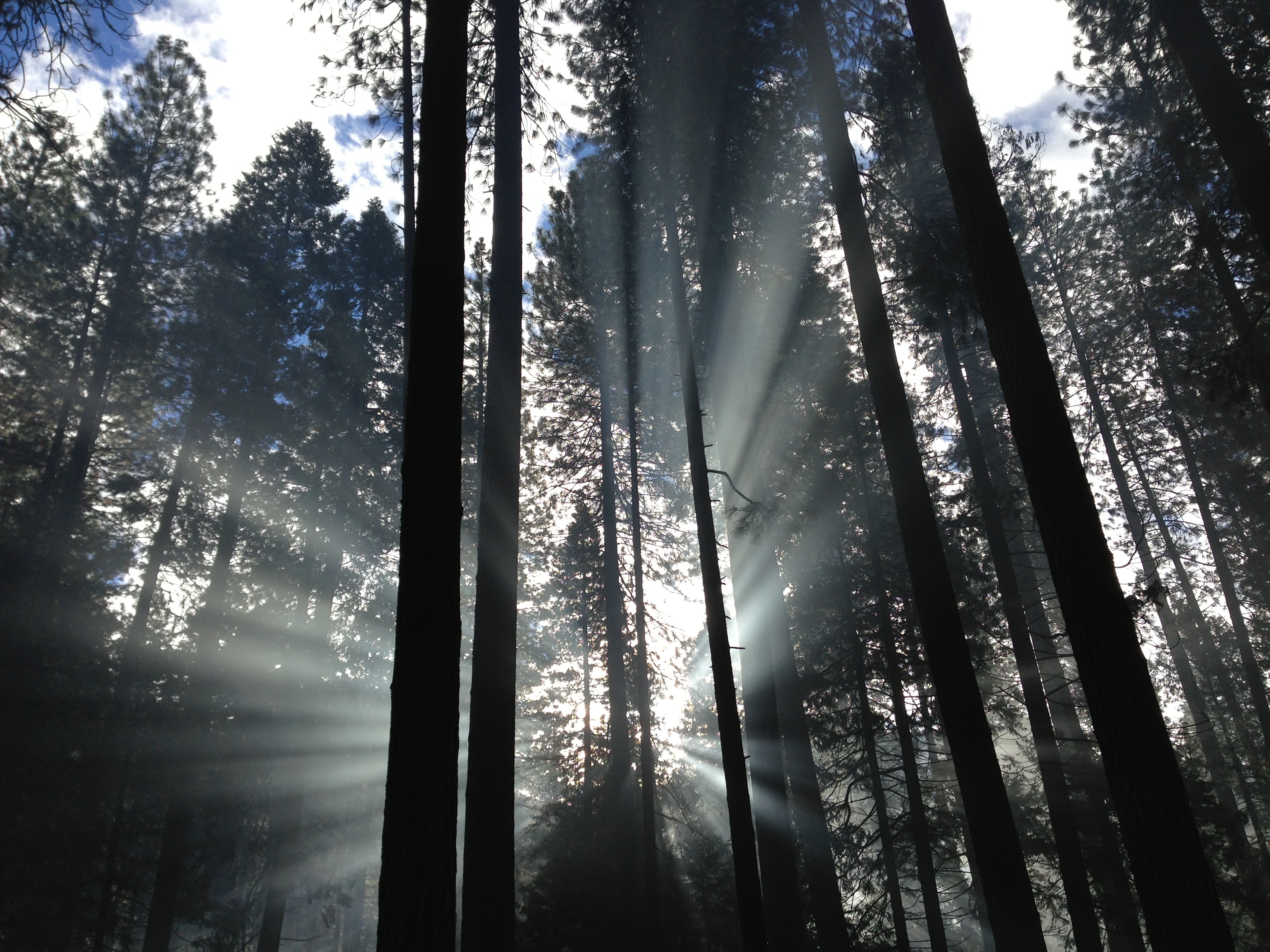 Rays of light, Forest, Green, Group, Jungle, HQ Photo