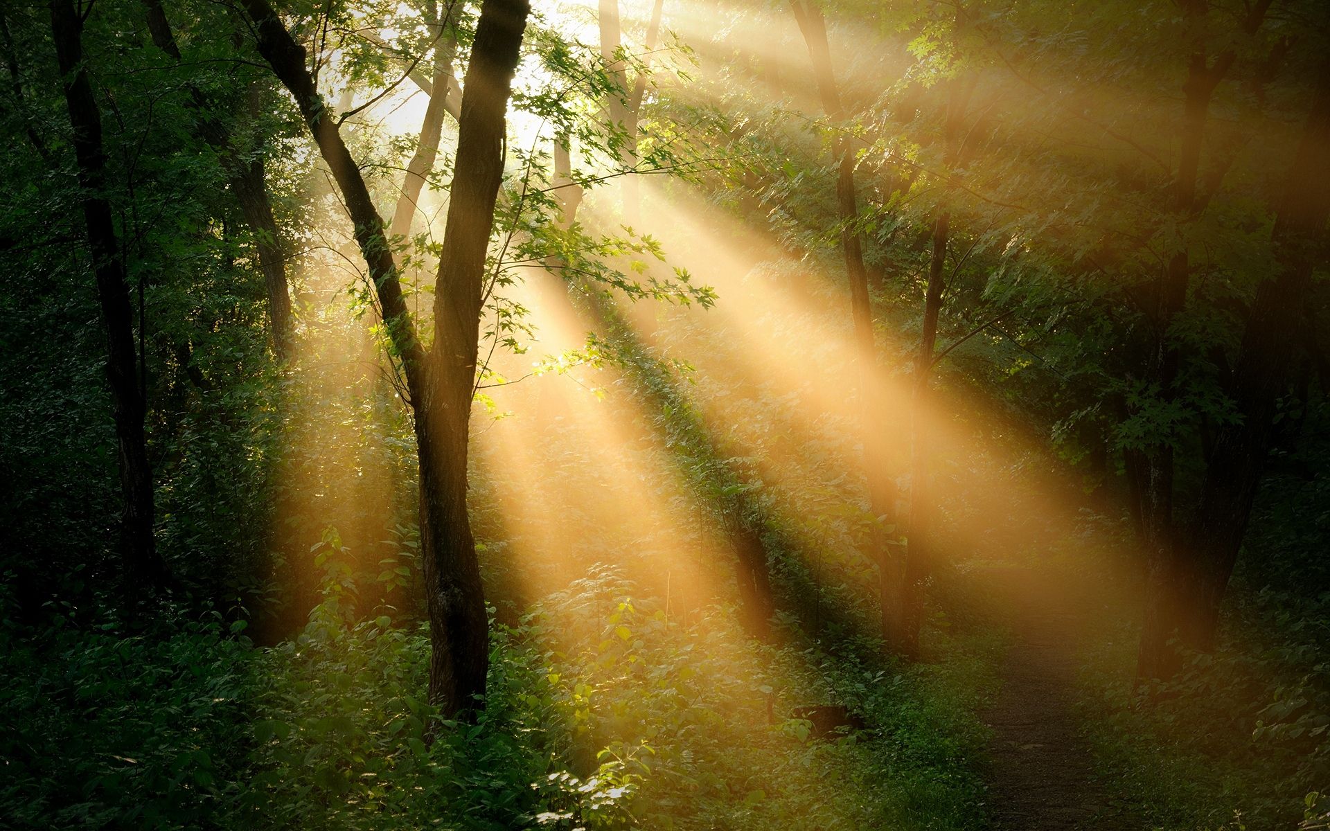 Sun Rays | forest trees_ sun ray landscapes wallpaper background ...