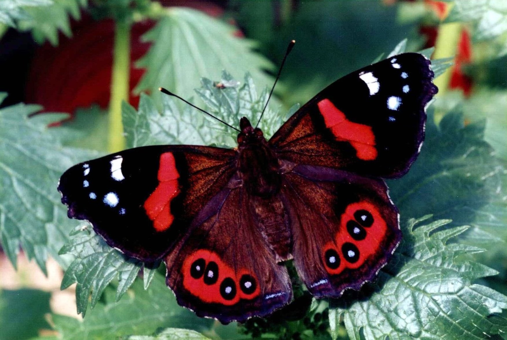 Red Admiral – Bassaris gonerilla – Kahukura – Monarch Butterfly New ...