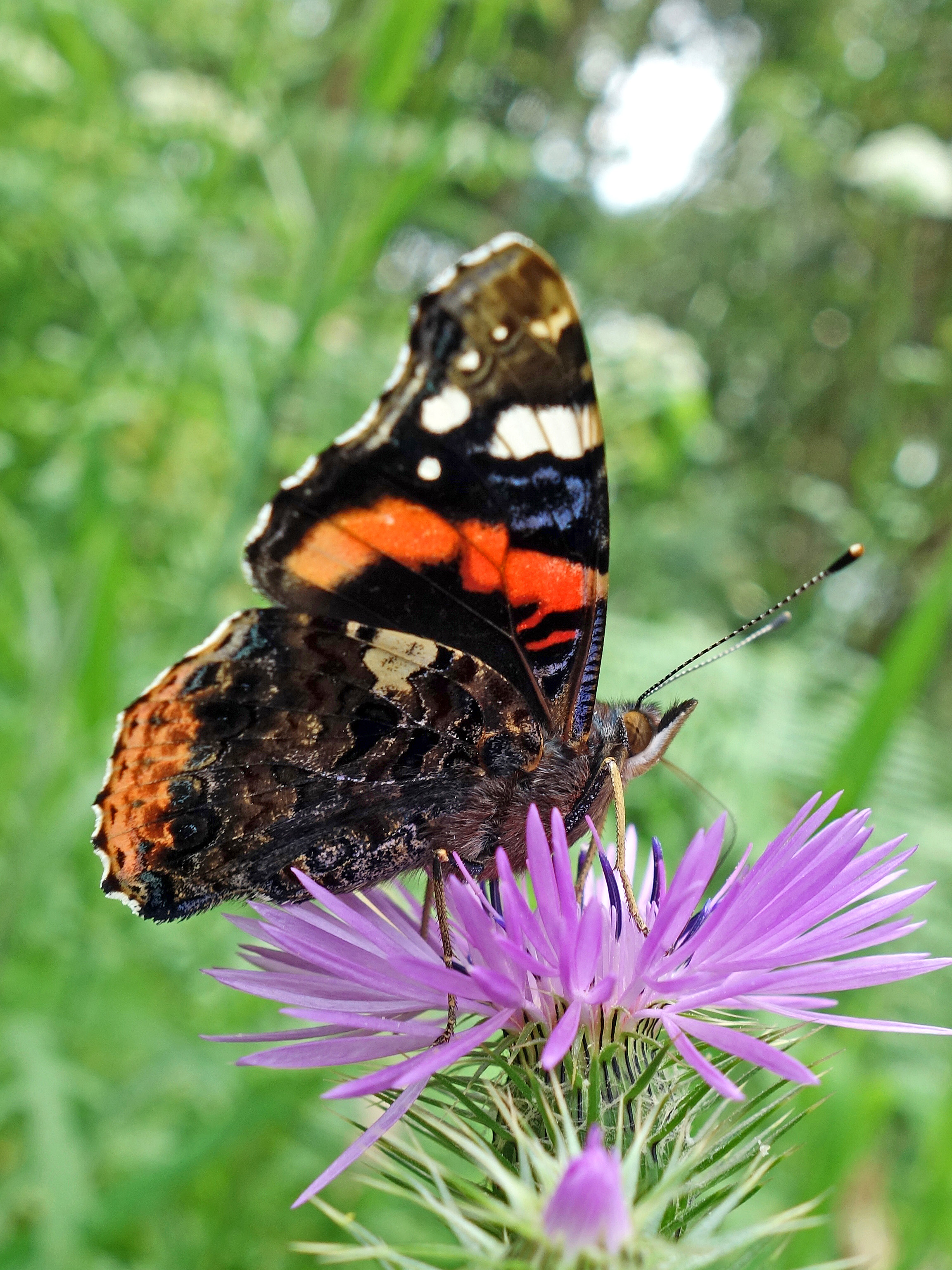 Red Admirals – European migrants – Ray Cannon's nature notes