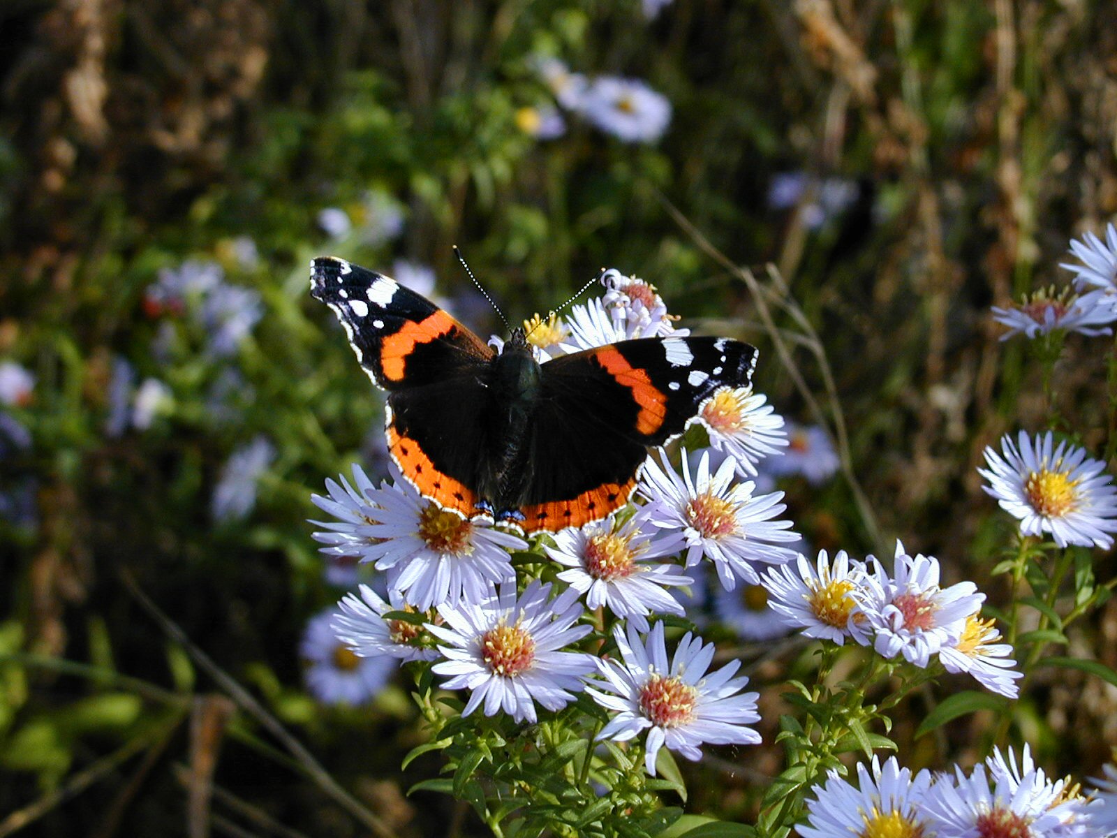 File:Red Admiral butterfly by Flycatcher.jpg - Wikimedia Commons