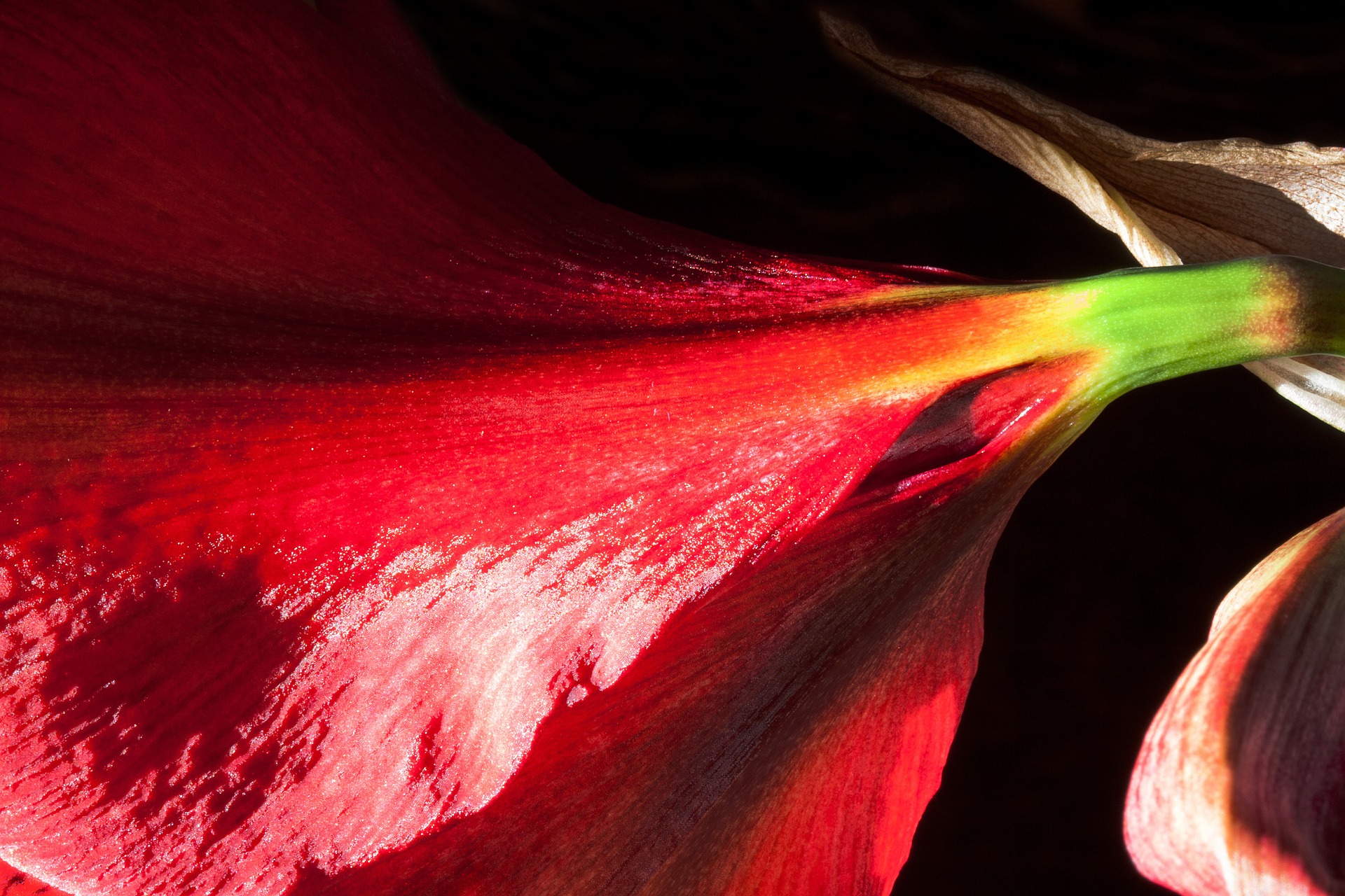 Red amaryllis photo