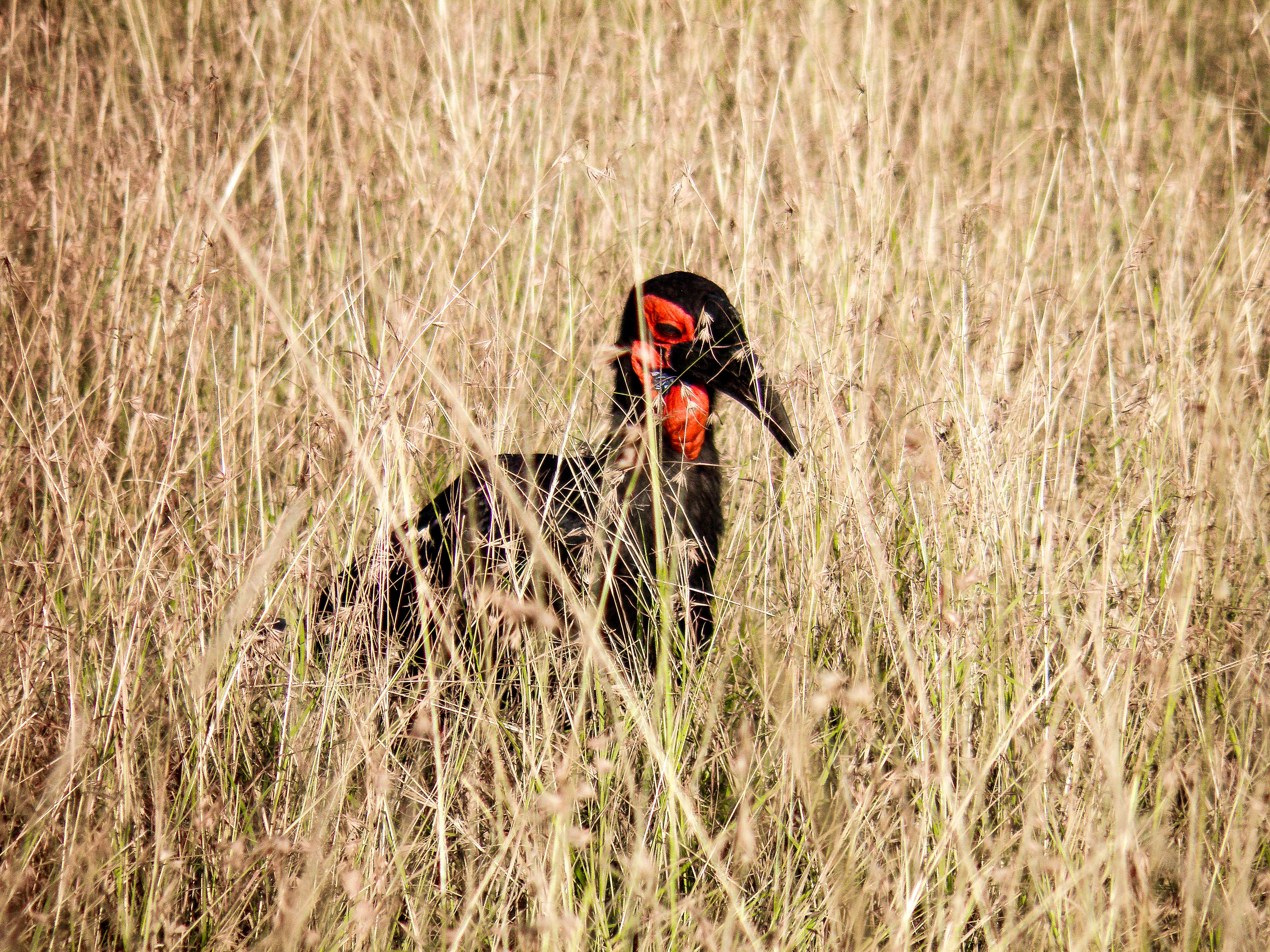 Red and black bird in the middle of grass photo