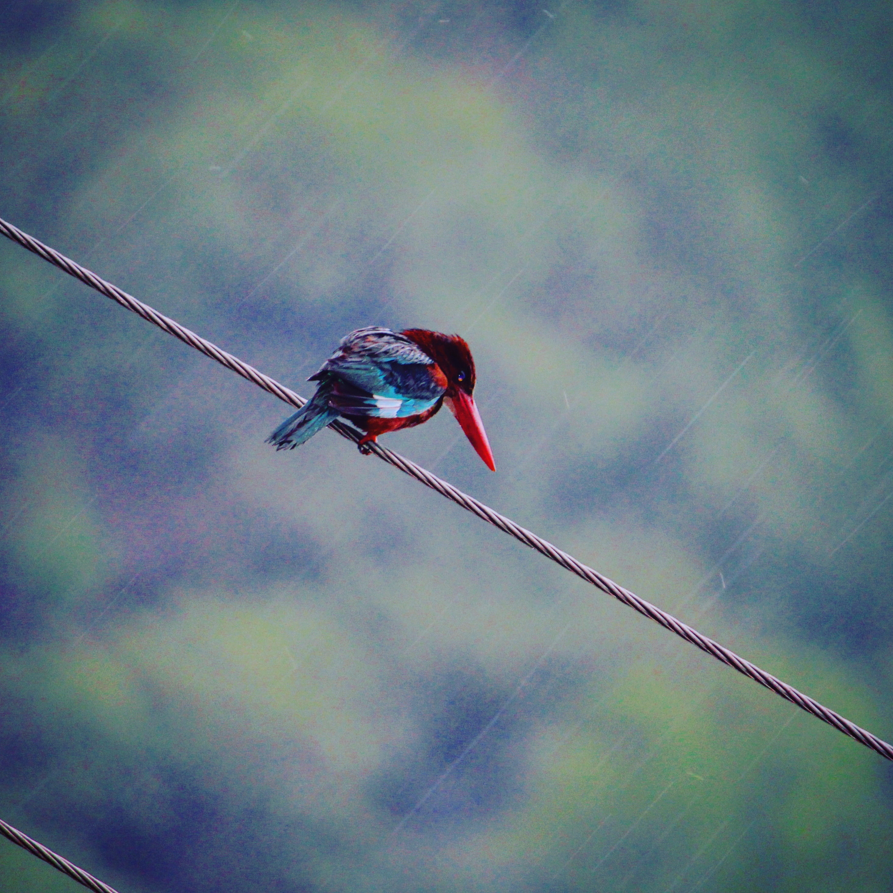 Red and blue bird on gray rope photo