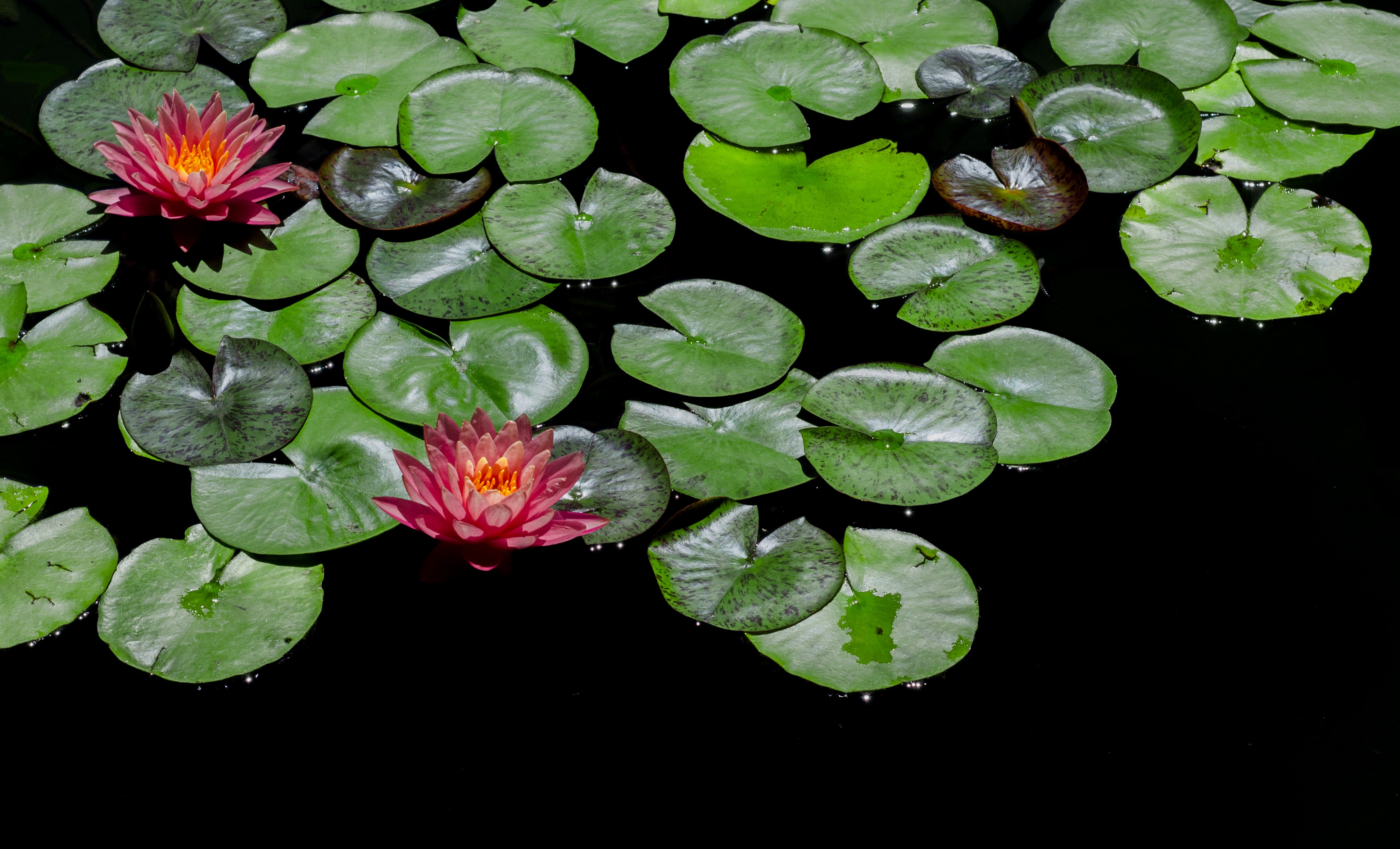 Red-and-green Lily Pads Focus Photography, Aquatic, Lily, Waterlily, Water lily, HQ Photo