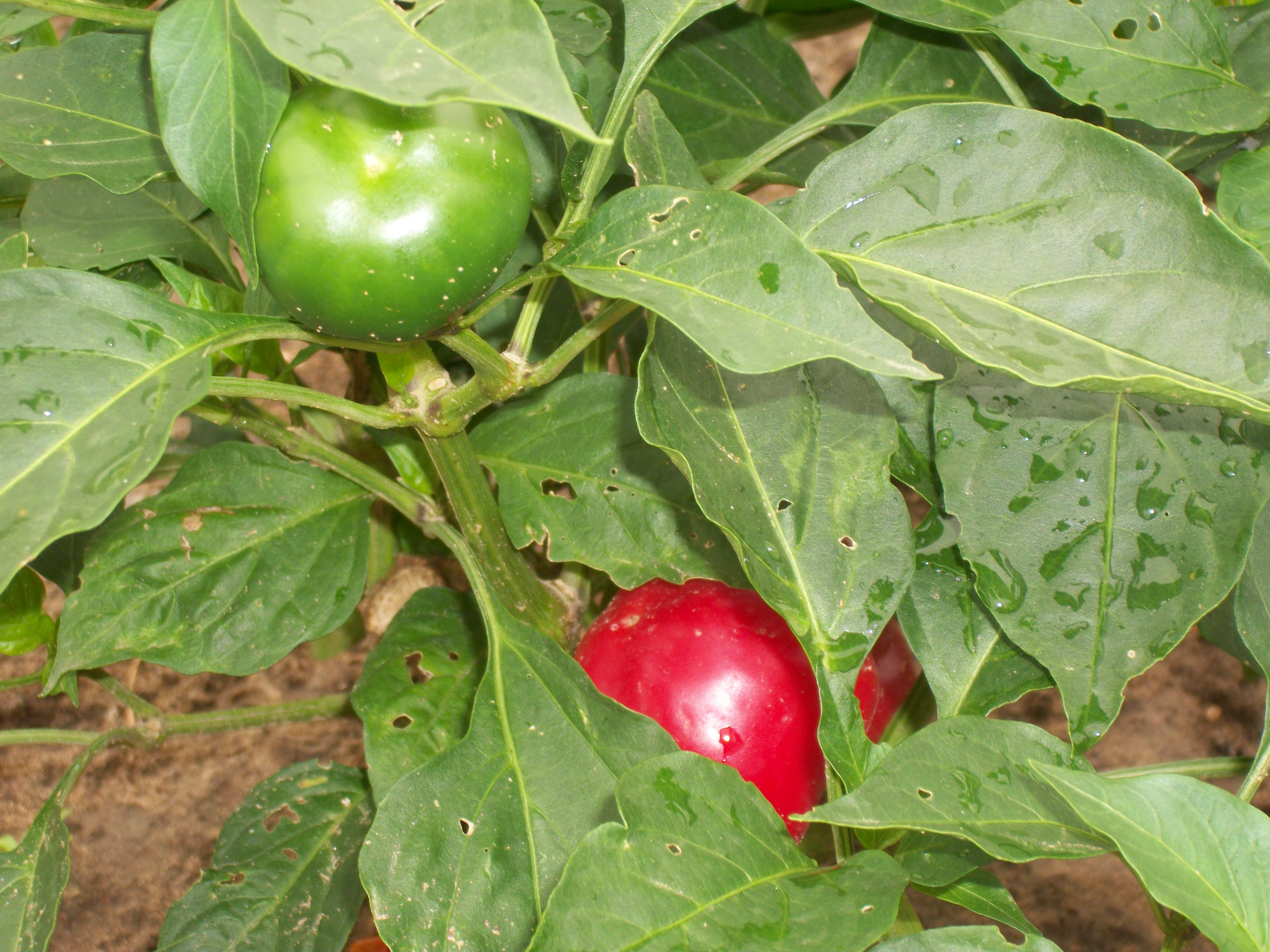 Red and green peppers photo