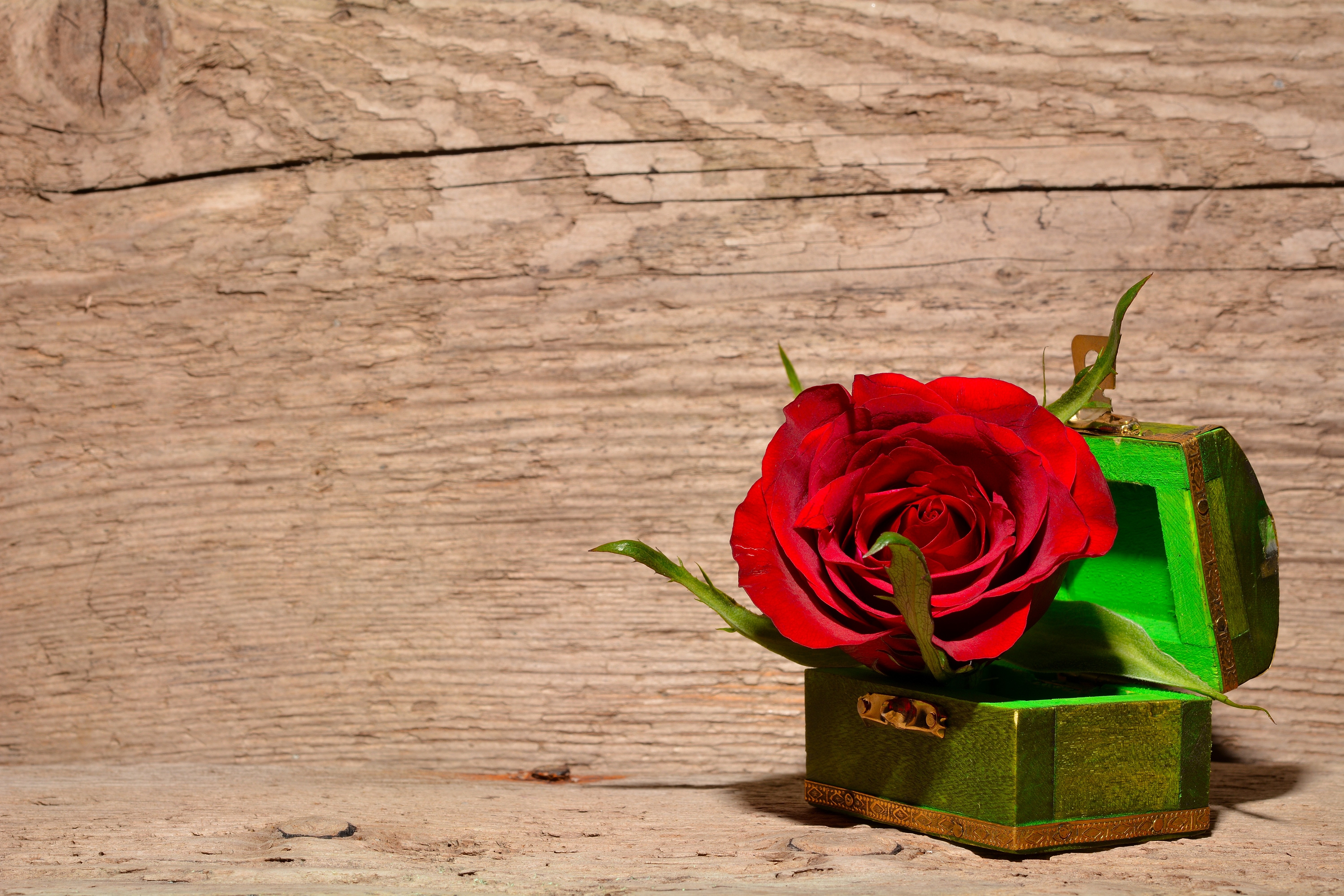 Red and green rose inside green and brown chest box photo