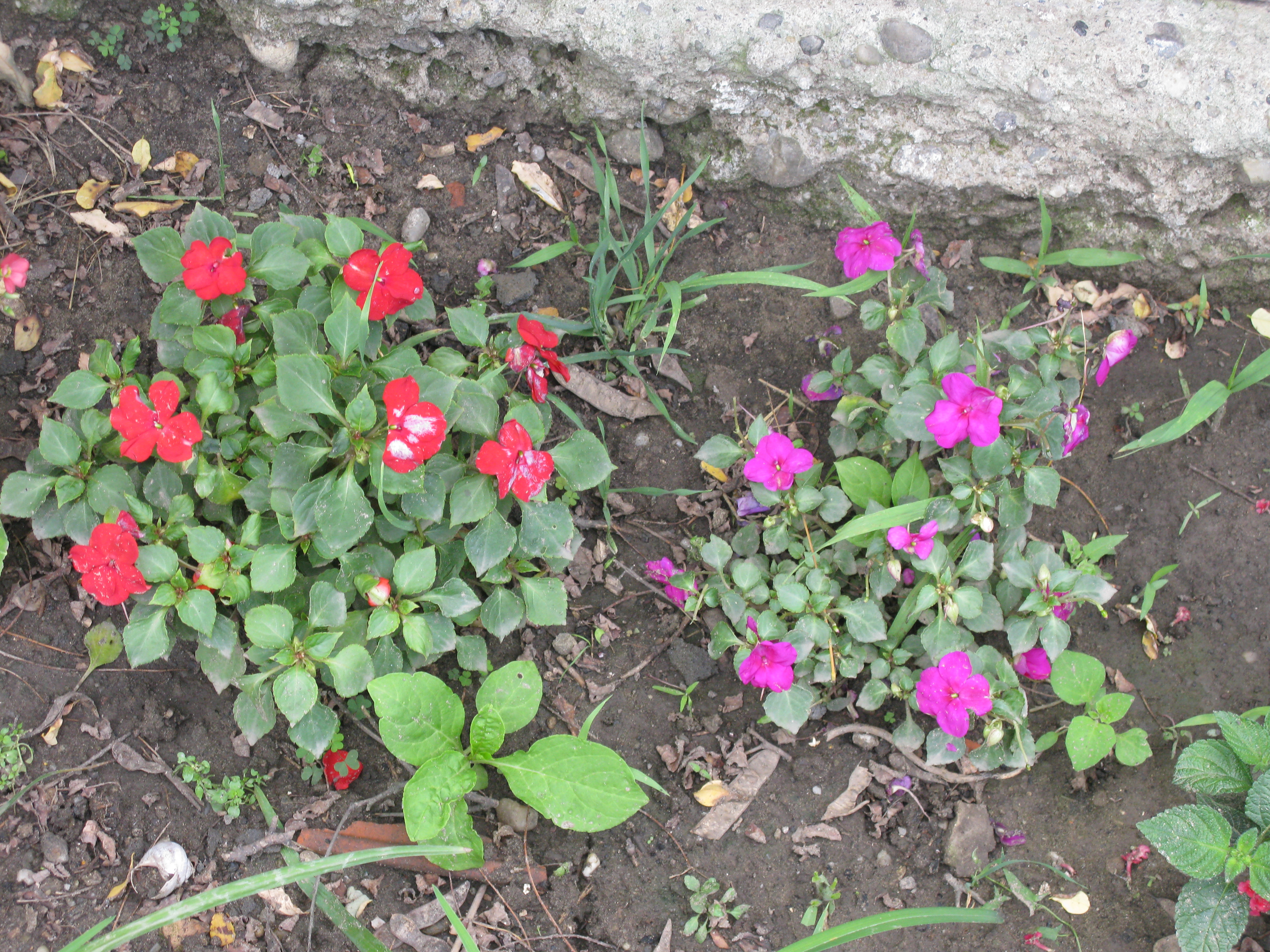 Red and purple flowers photo