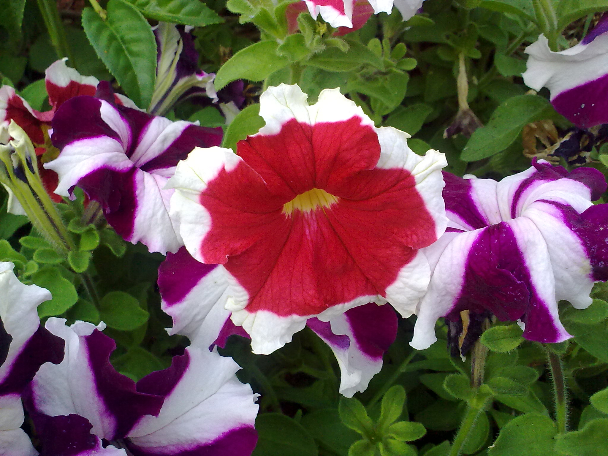 Red and violet flowers photo