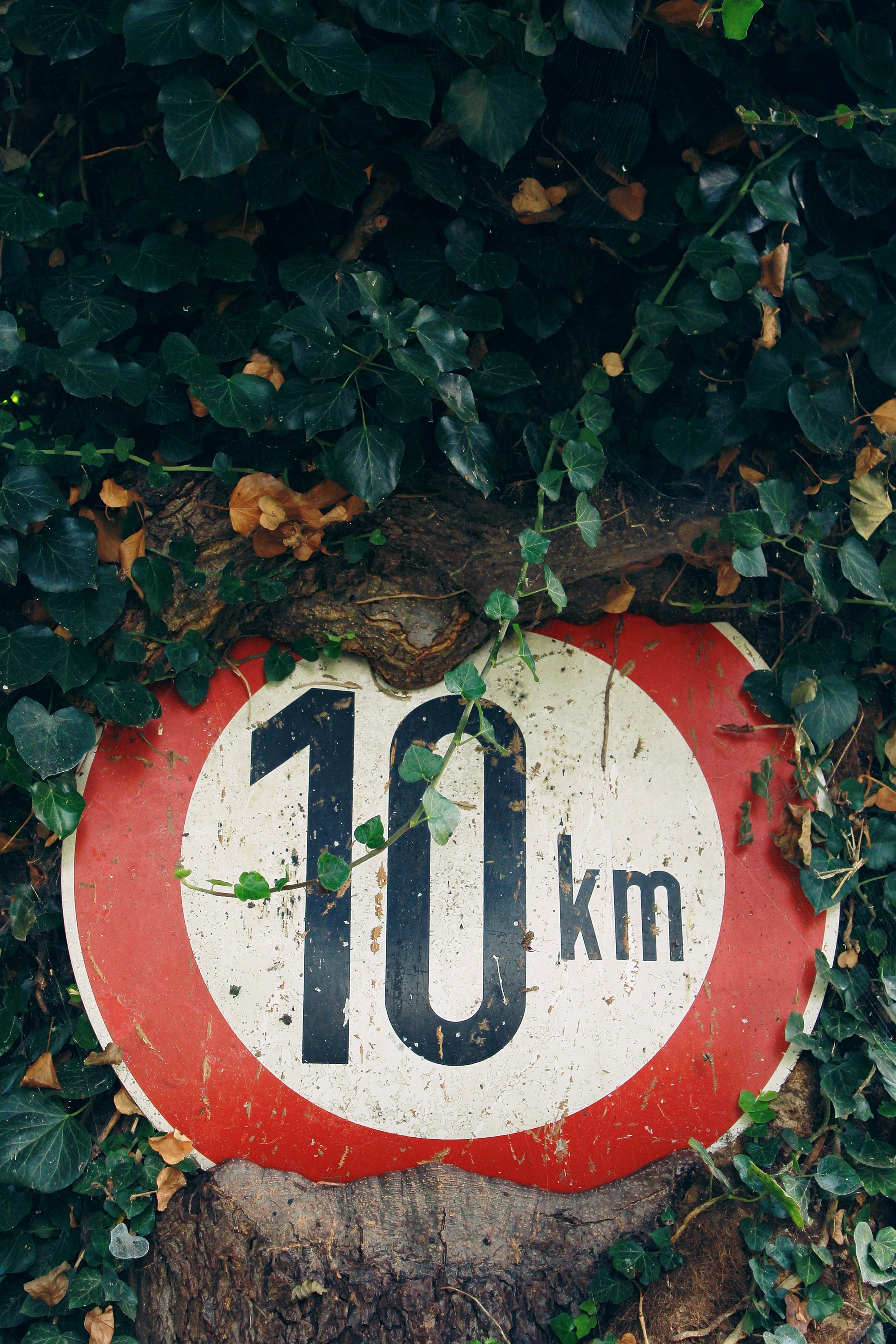 Red and White 10 Km Sign, Characters, Speed, Warning, Tree, HQ Photo