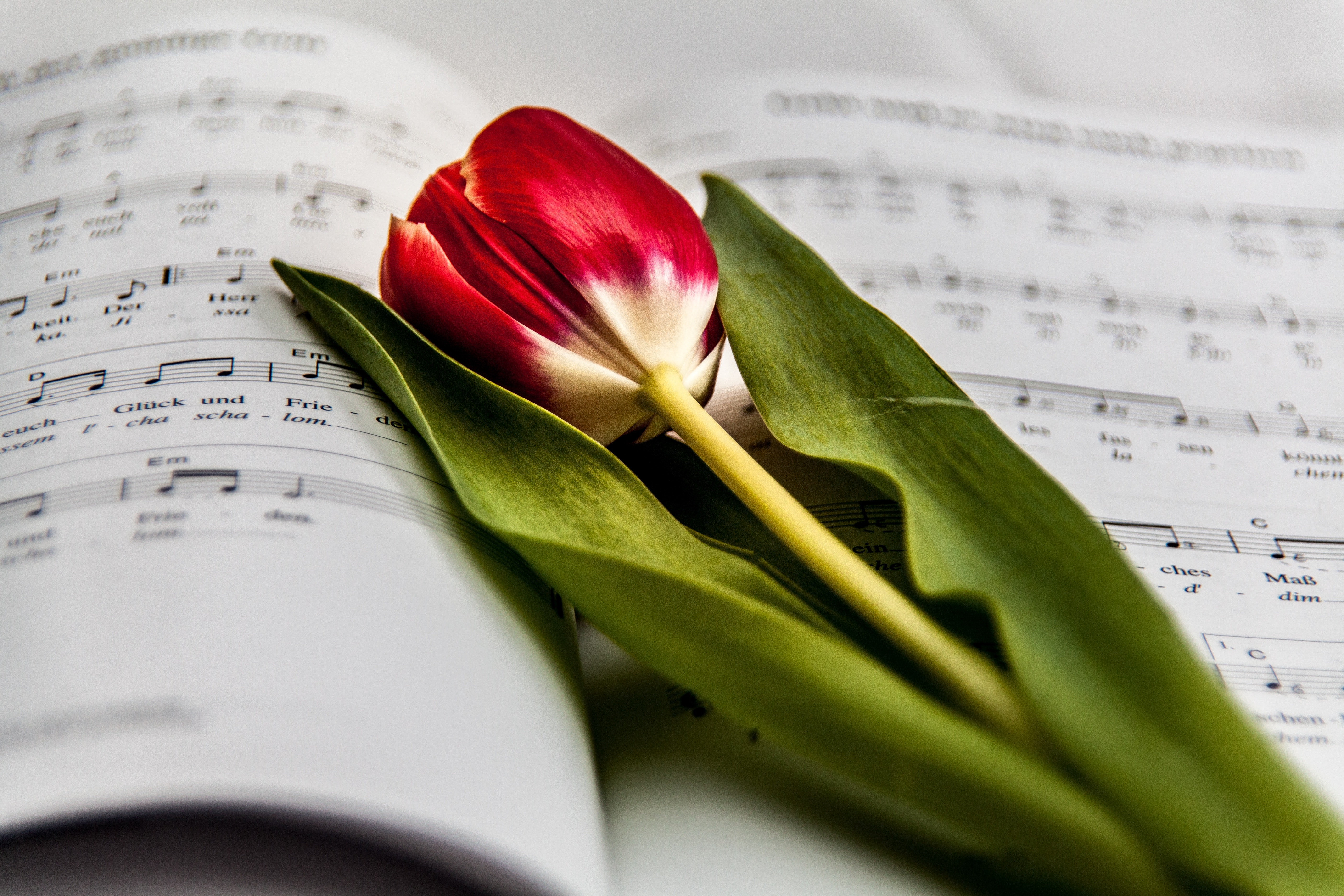 Red and white flower on music note photo