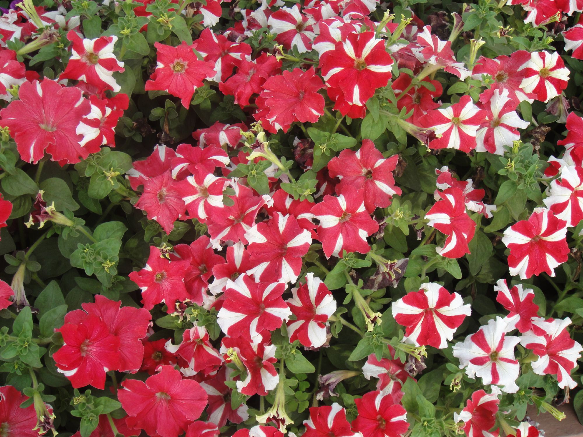 Red and white flowers photo