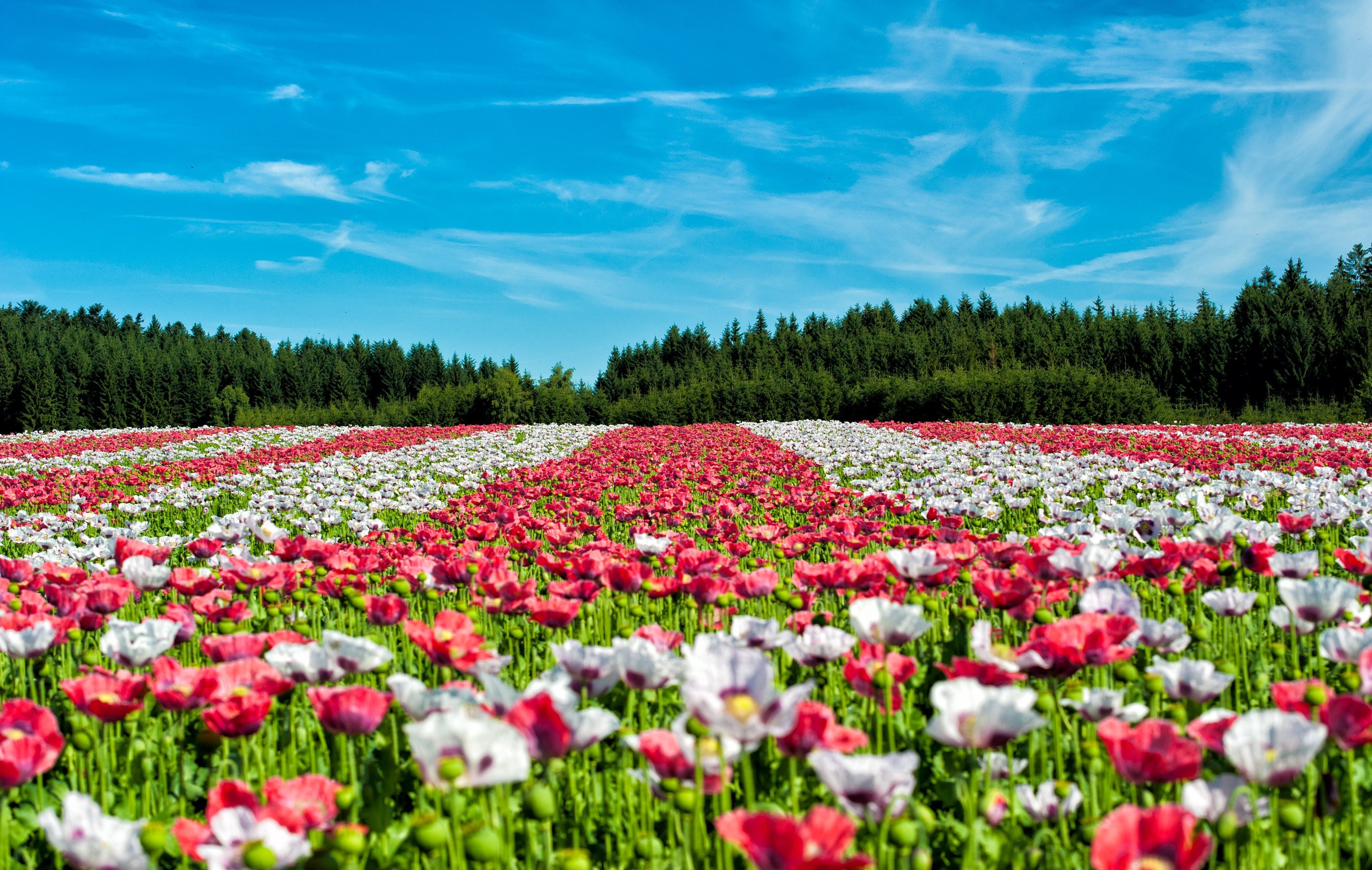 Red and White Flowers Under Blue Sky during Daytime, Bloom, Blossom, Flora, Flowers, HQ Photo