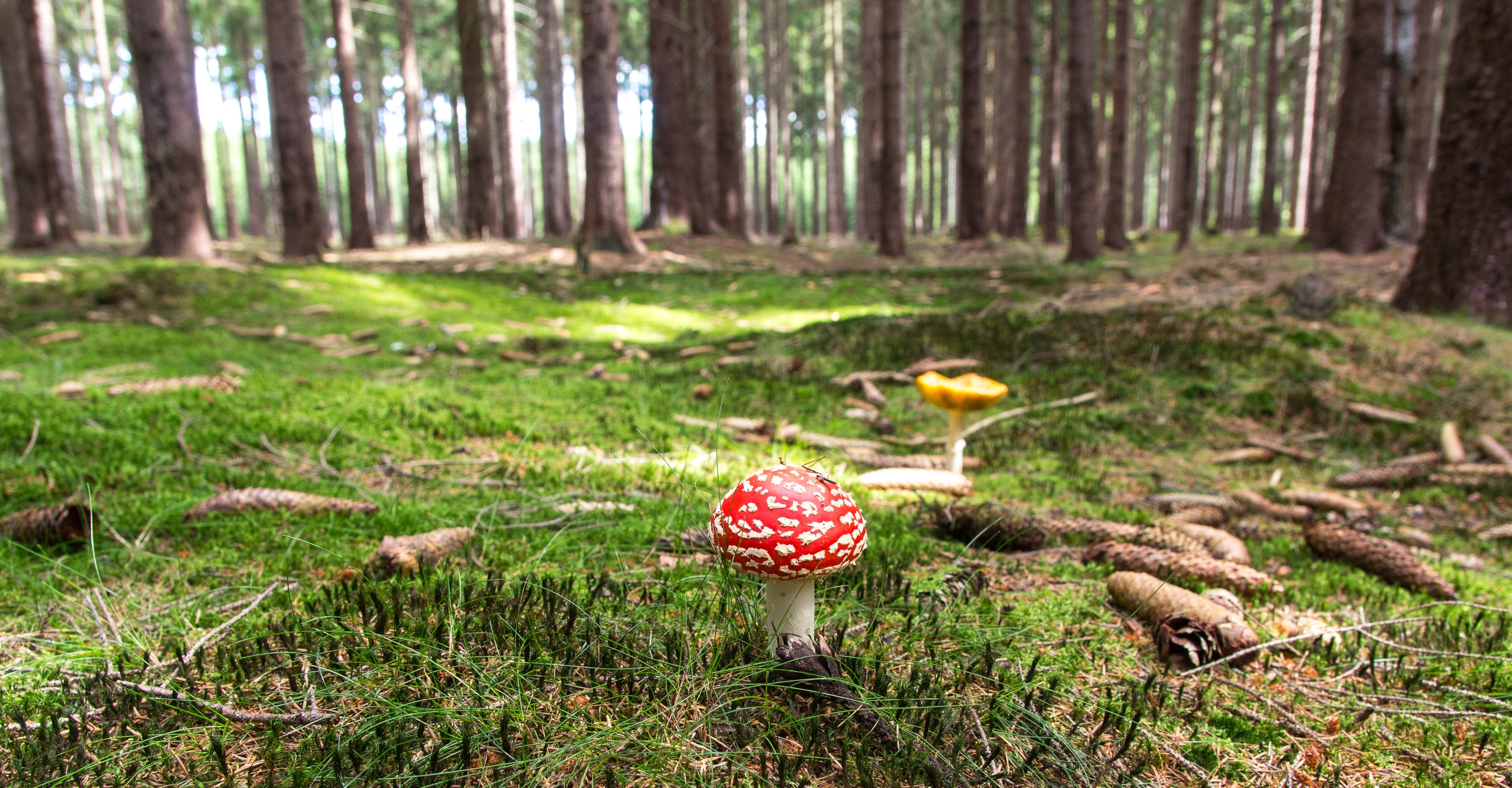 Red and white mushroom beside yellow mushroom near green trees during daytime photo