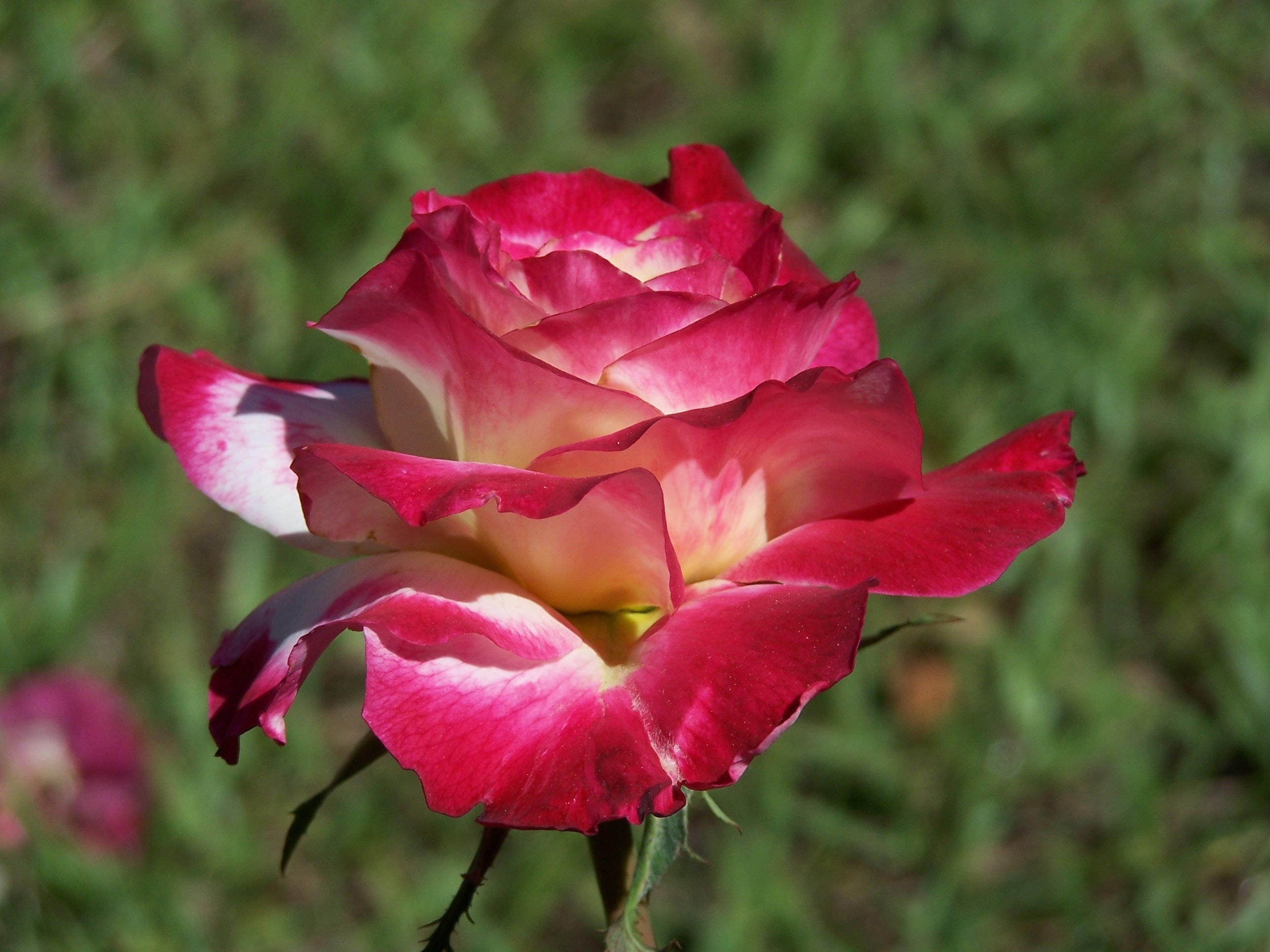 Red and white rose in tilt shift lens photo