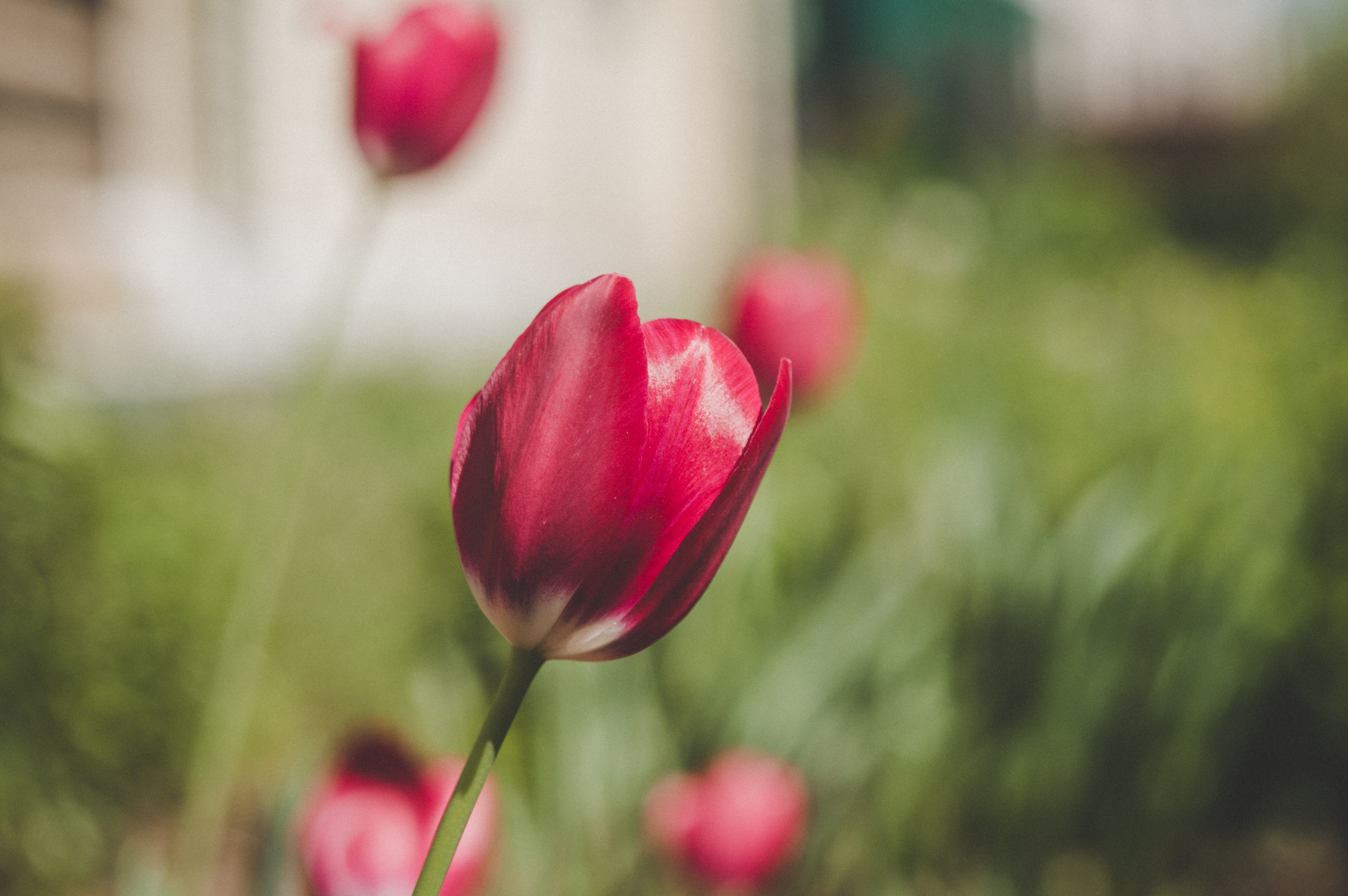 Red and white tulips photo