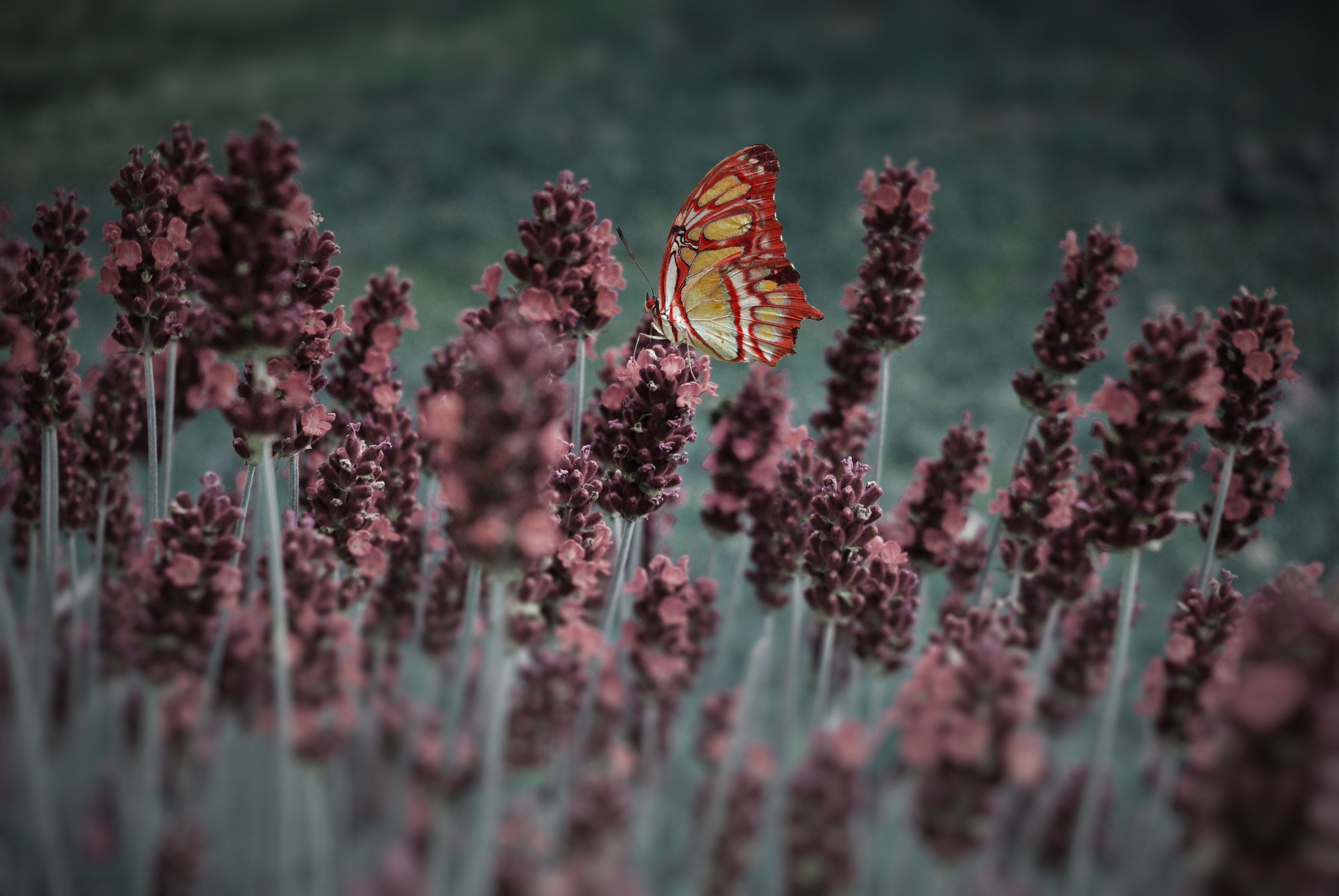 Red and Yellow Butterfly, Aromatic, Garden, Plants, Outdoors, HQ Photo