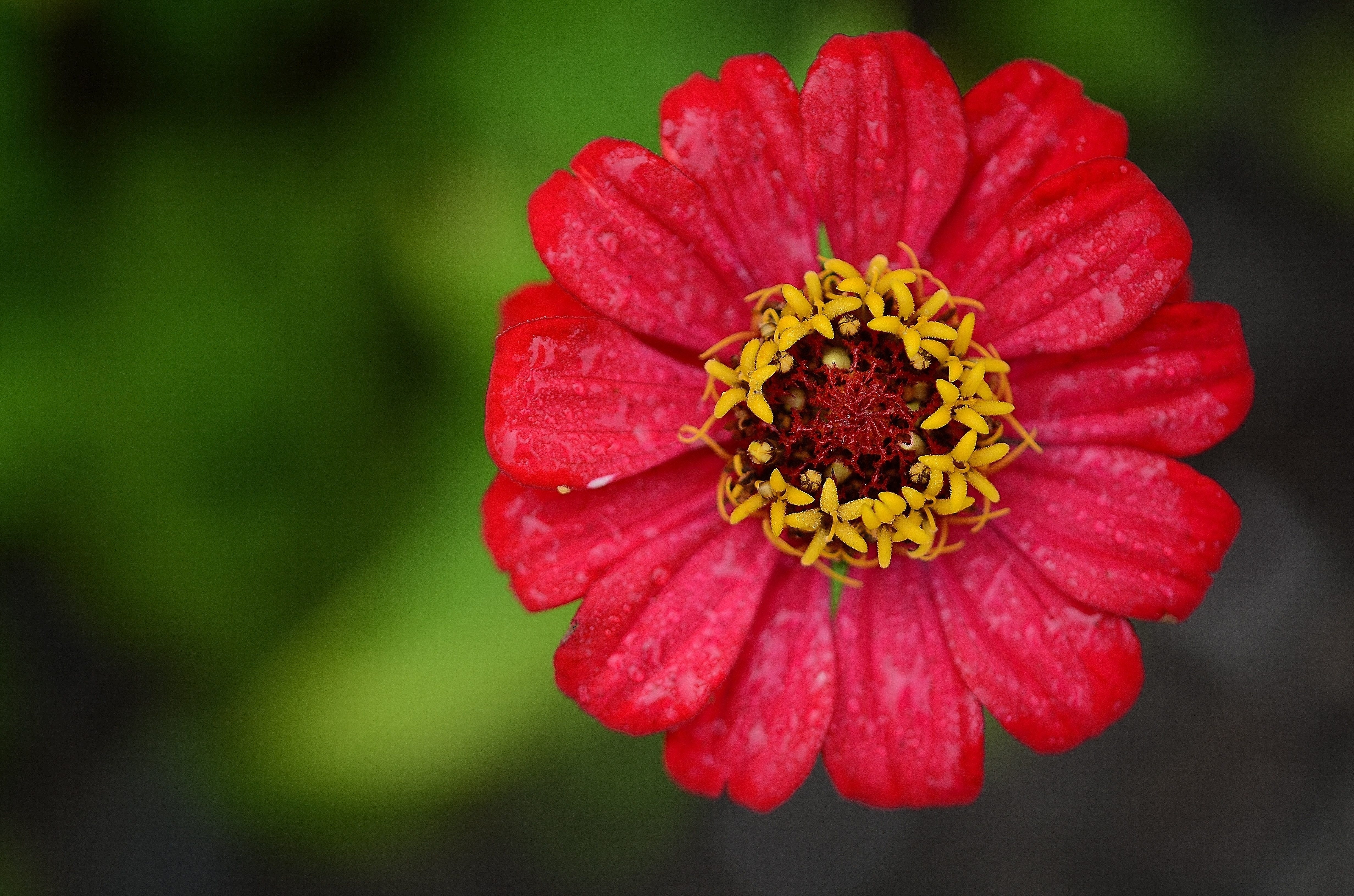 Red and yellow flower photo