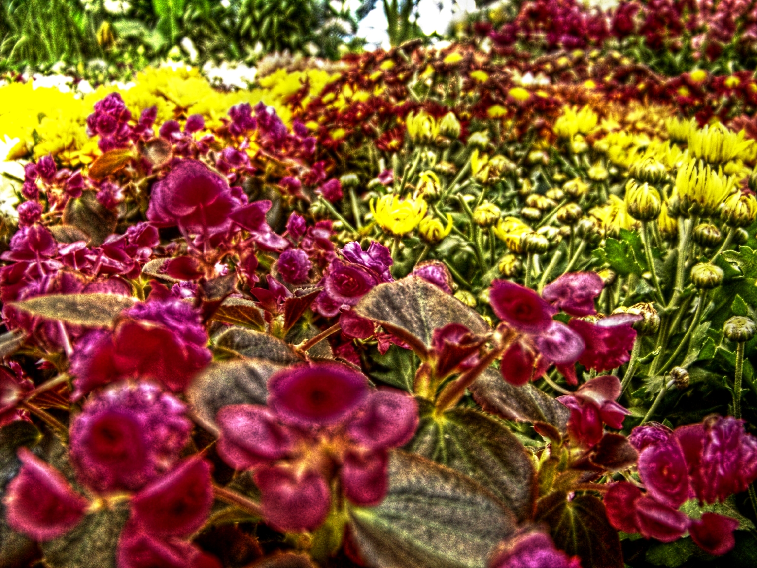 Free photo: Red and Yellow Flowers - Beautiful, Bud, Display - Free ...