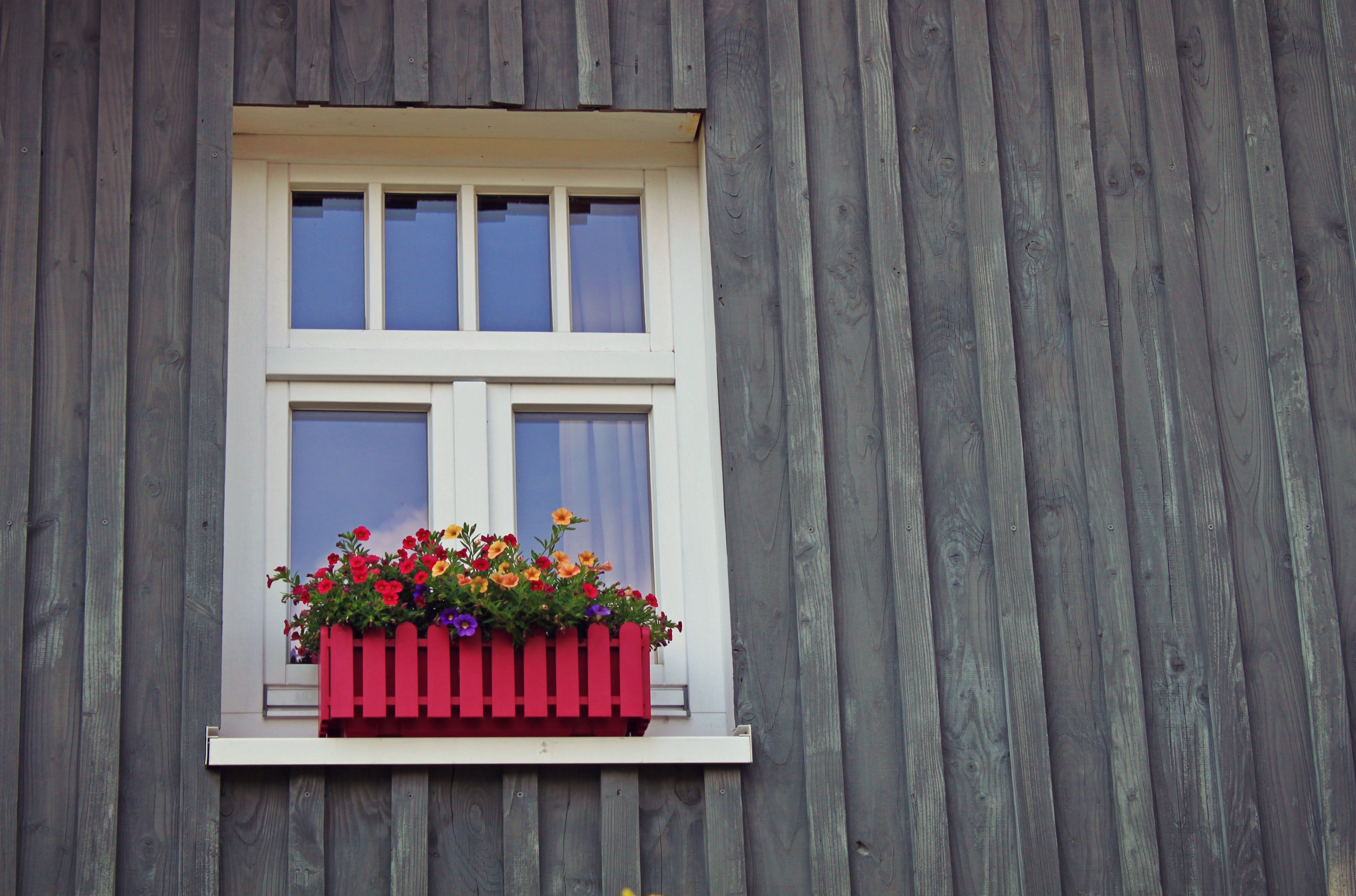 Red and yellow flowers near window photo