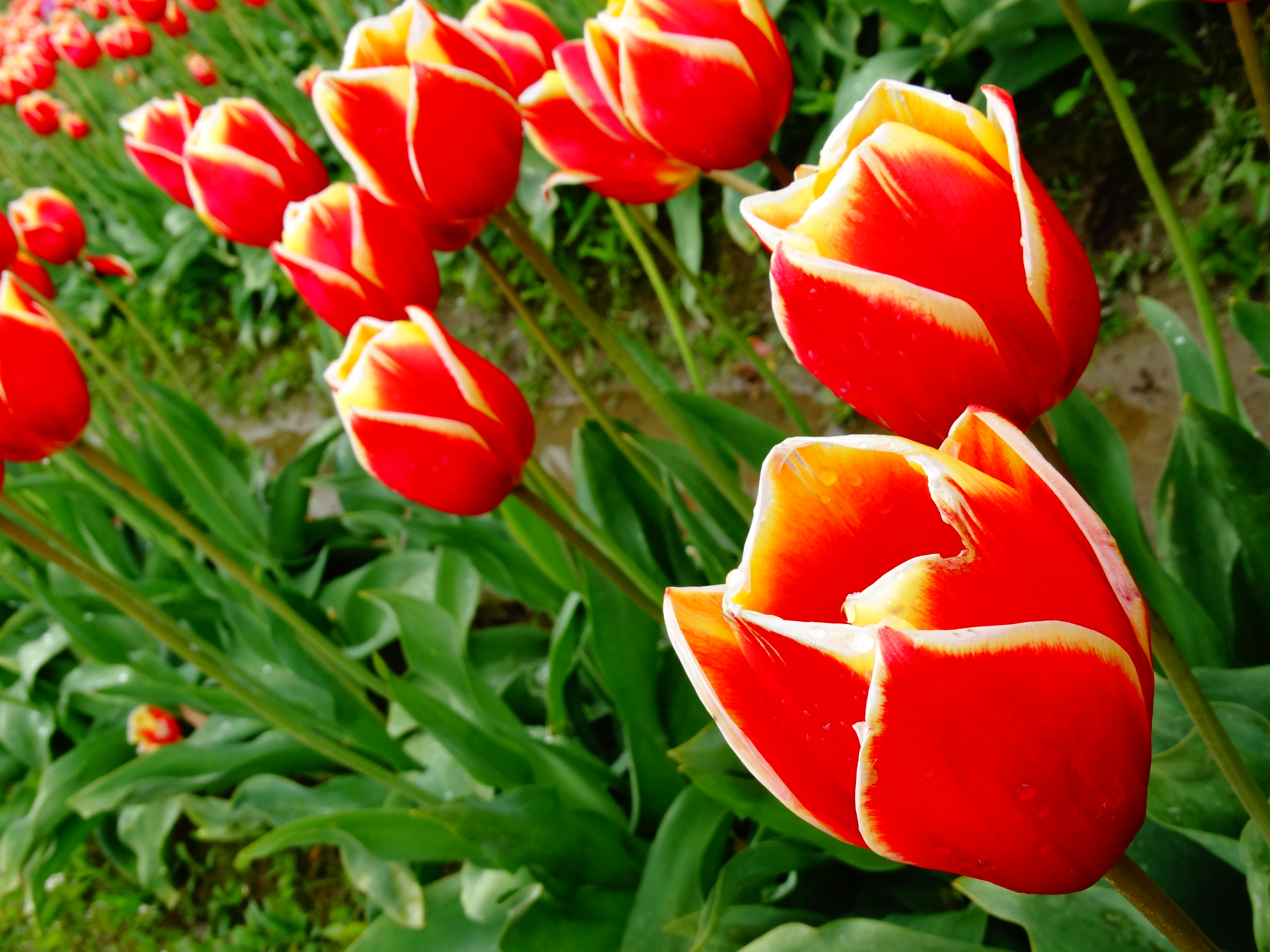 Red and yellow tulips photo