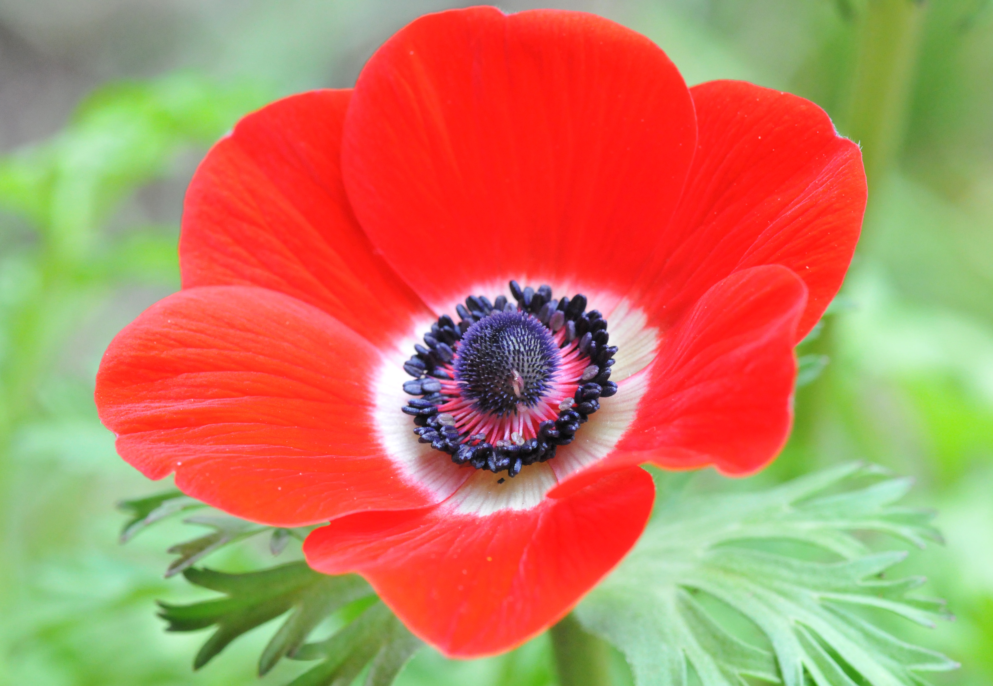 red Anemone – Petals and Wings