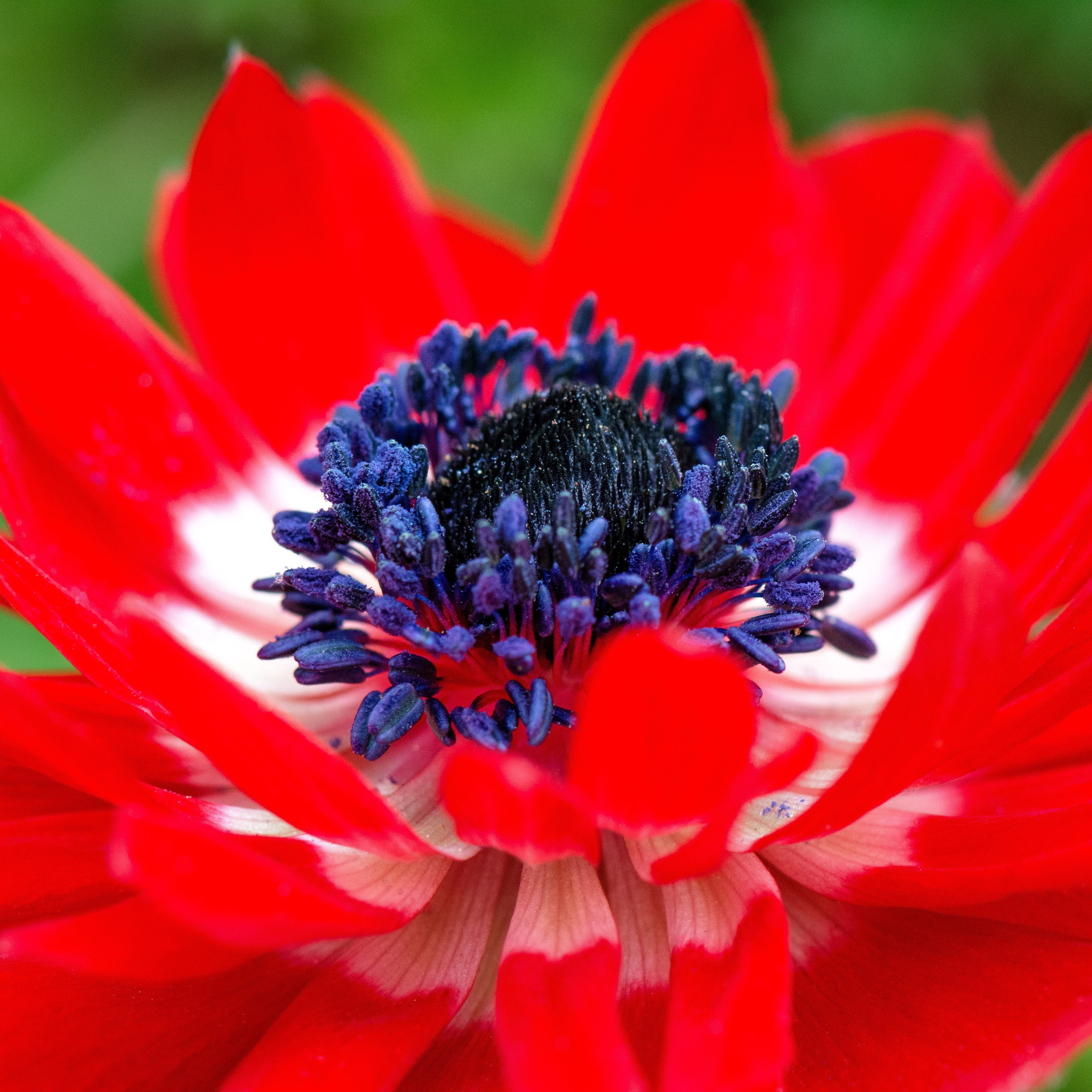 Anemone The Governor | Double Red Anemone Coronaria Bulbs – Easy To ...