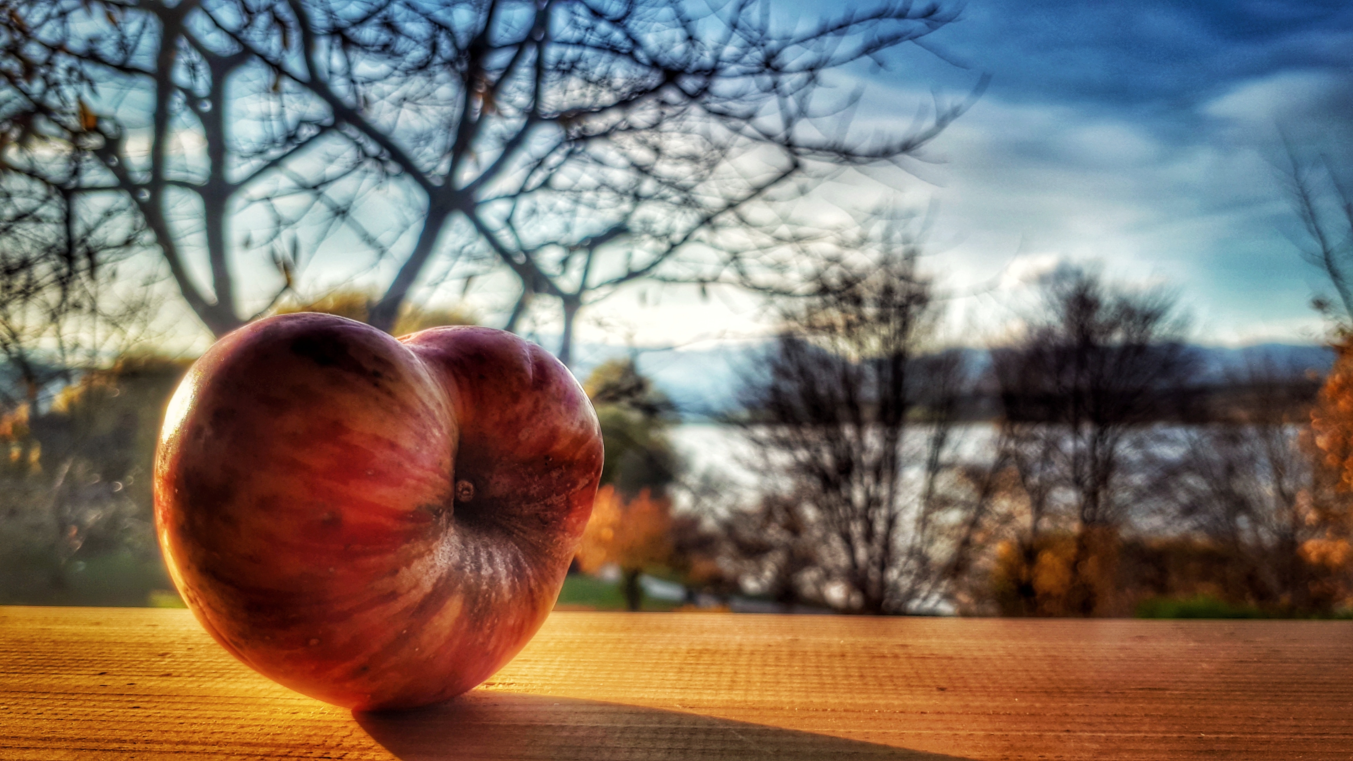 Red apple fruit with bare trees in distance photo