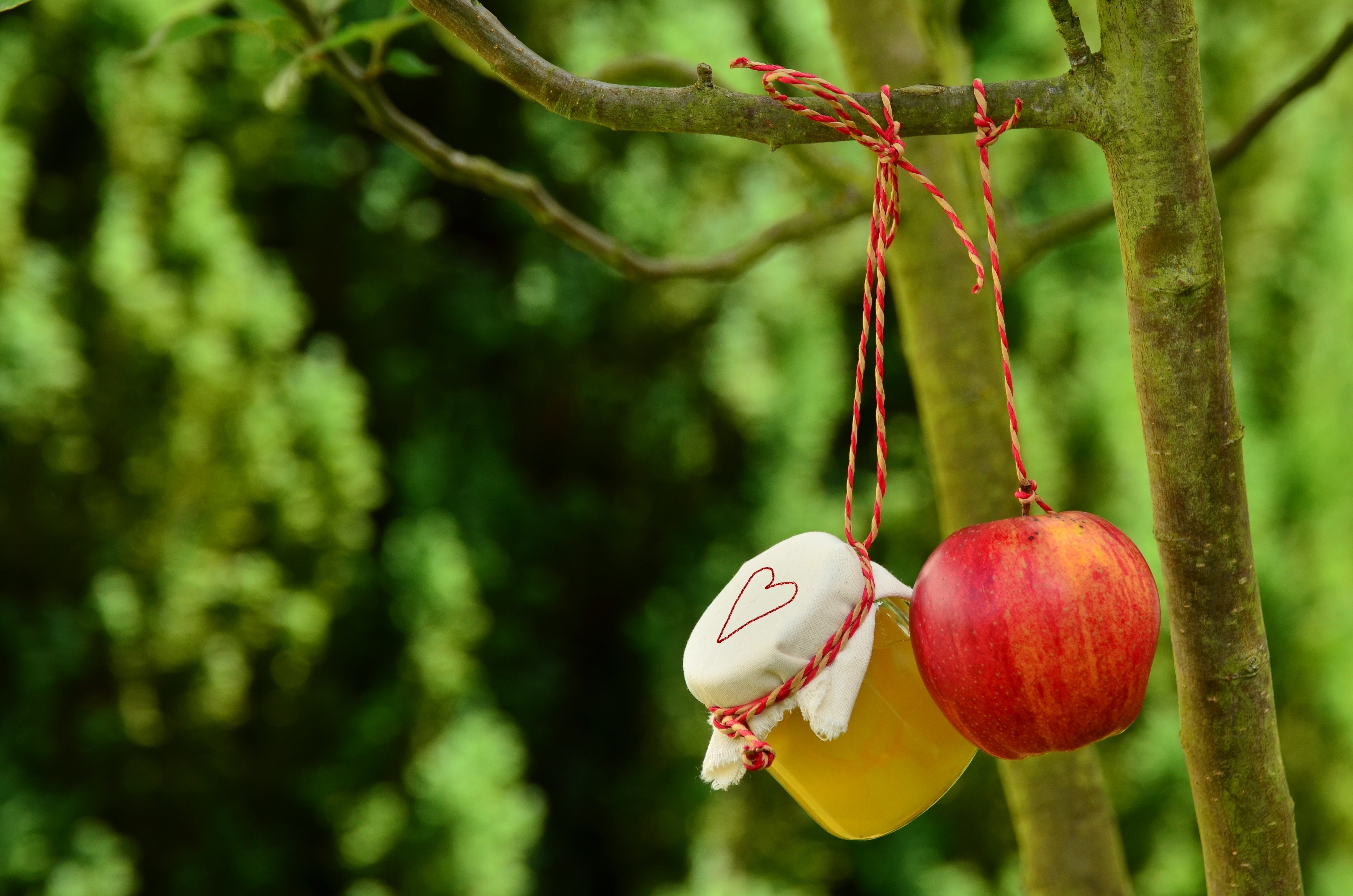 Red apple hanging on tree at daytime photo