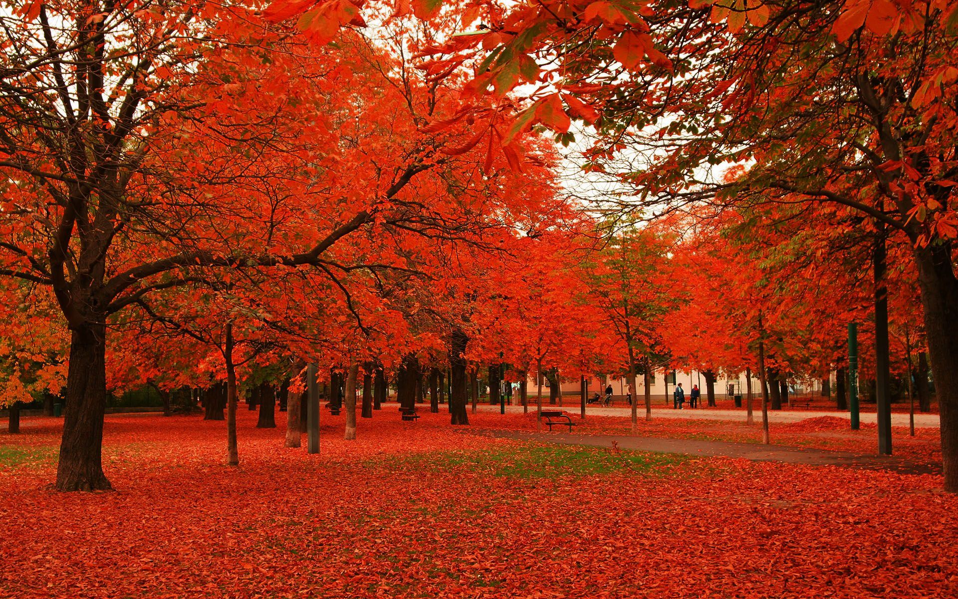 Red autumn foliage photo