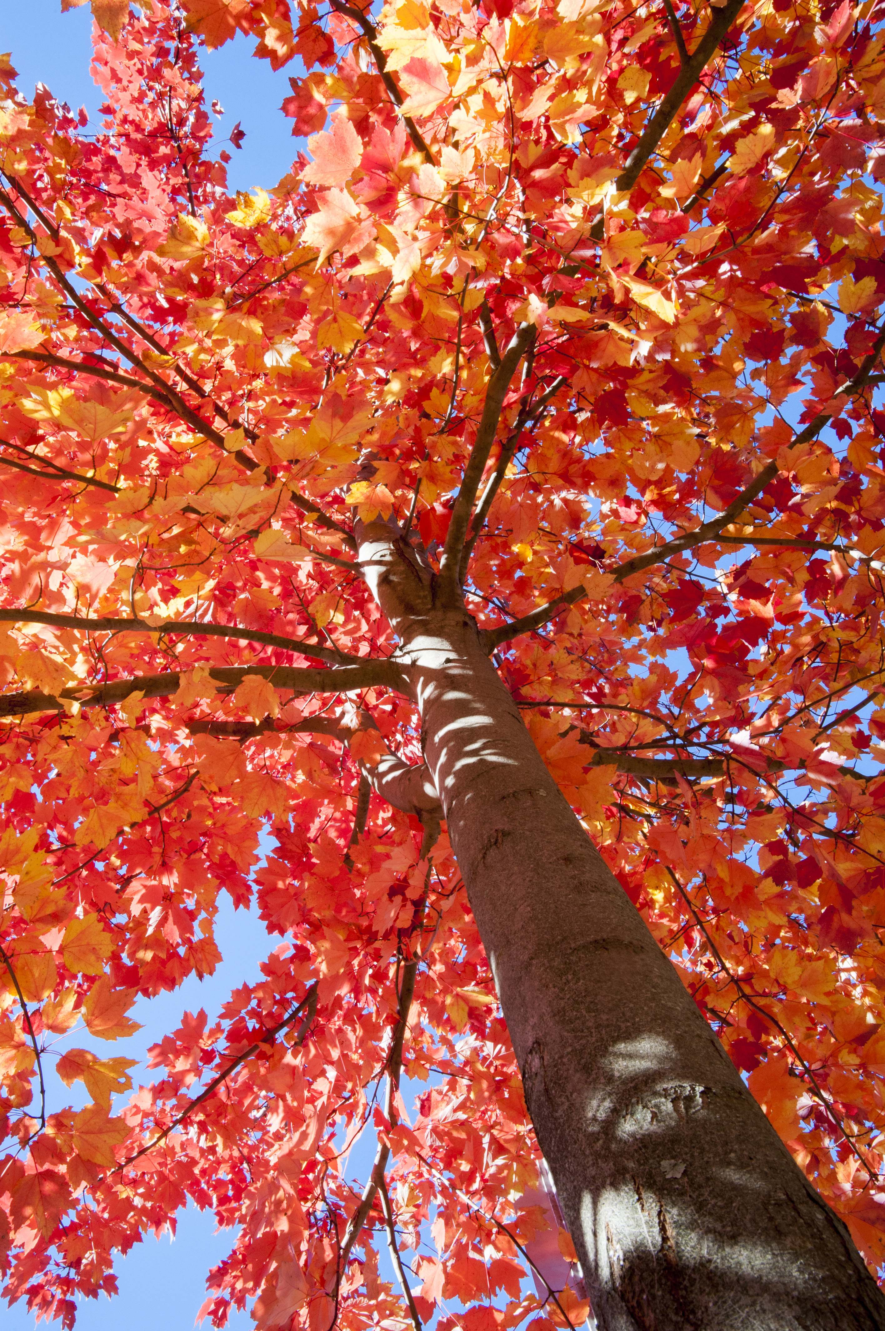 Climate change could affect fall foliage timing